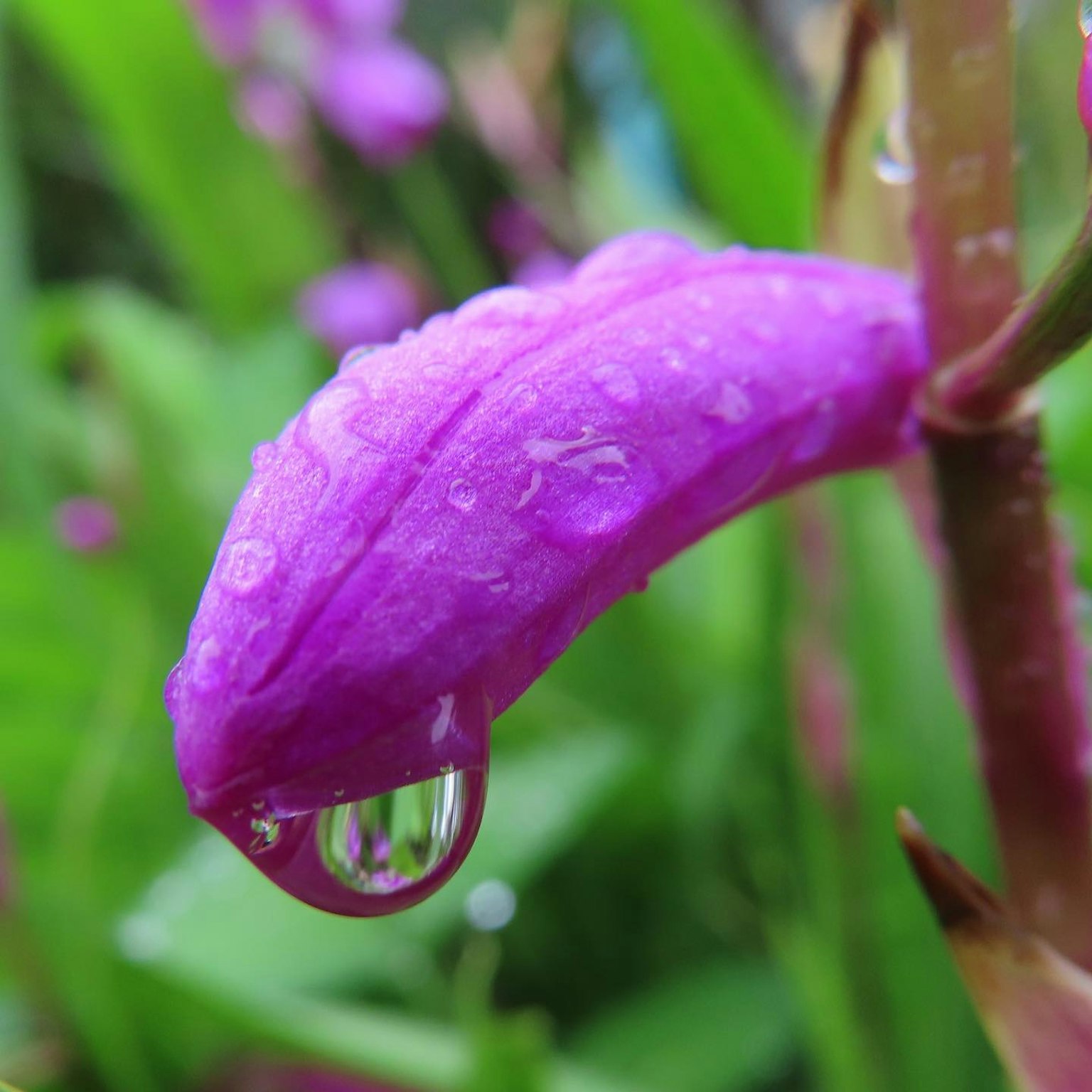Image en gros plan d'un pétale de fleur violet avec des gouttes d'eau