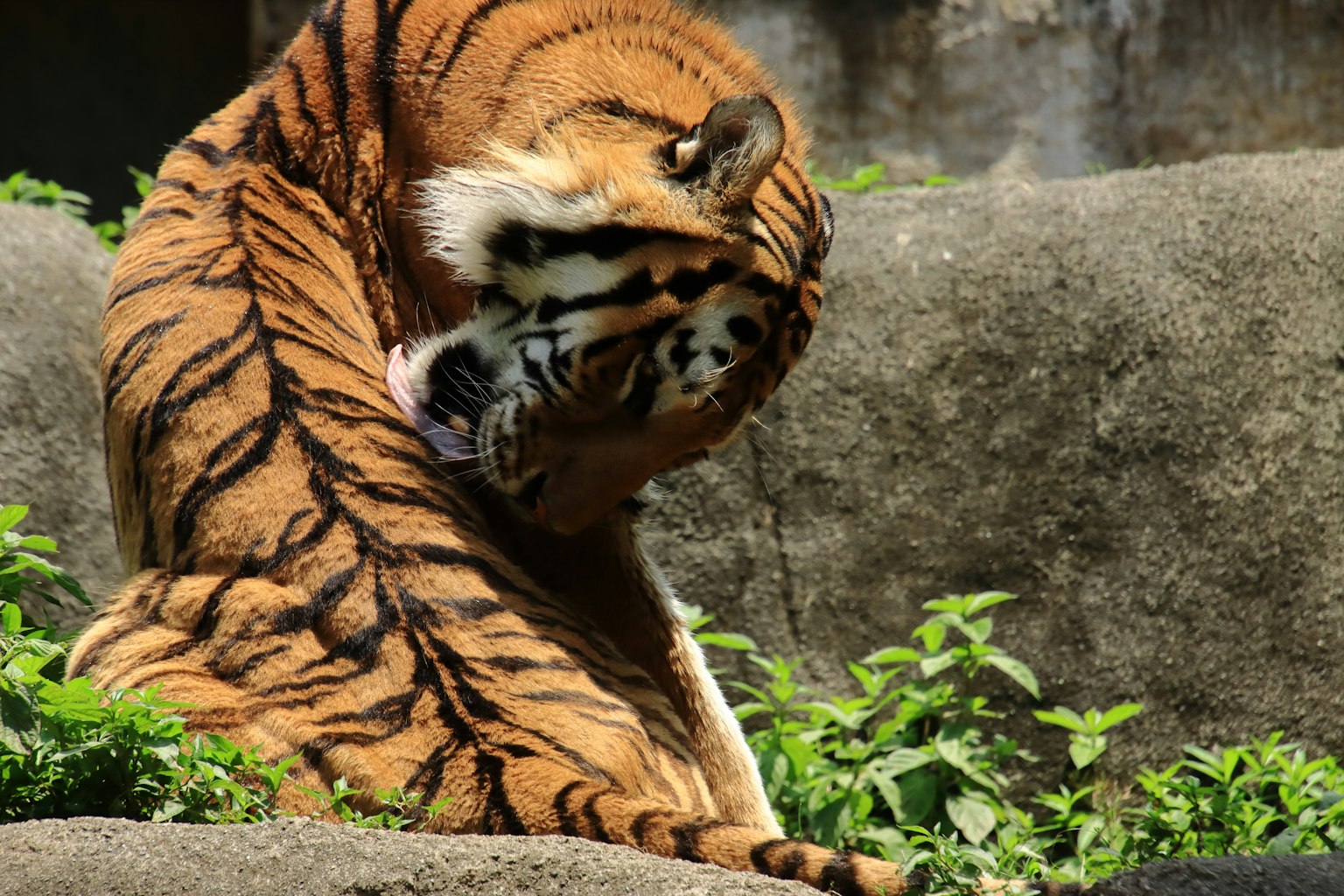 Tigre se toilettant avec des rayures orange et noires vibrantes