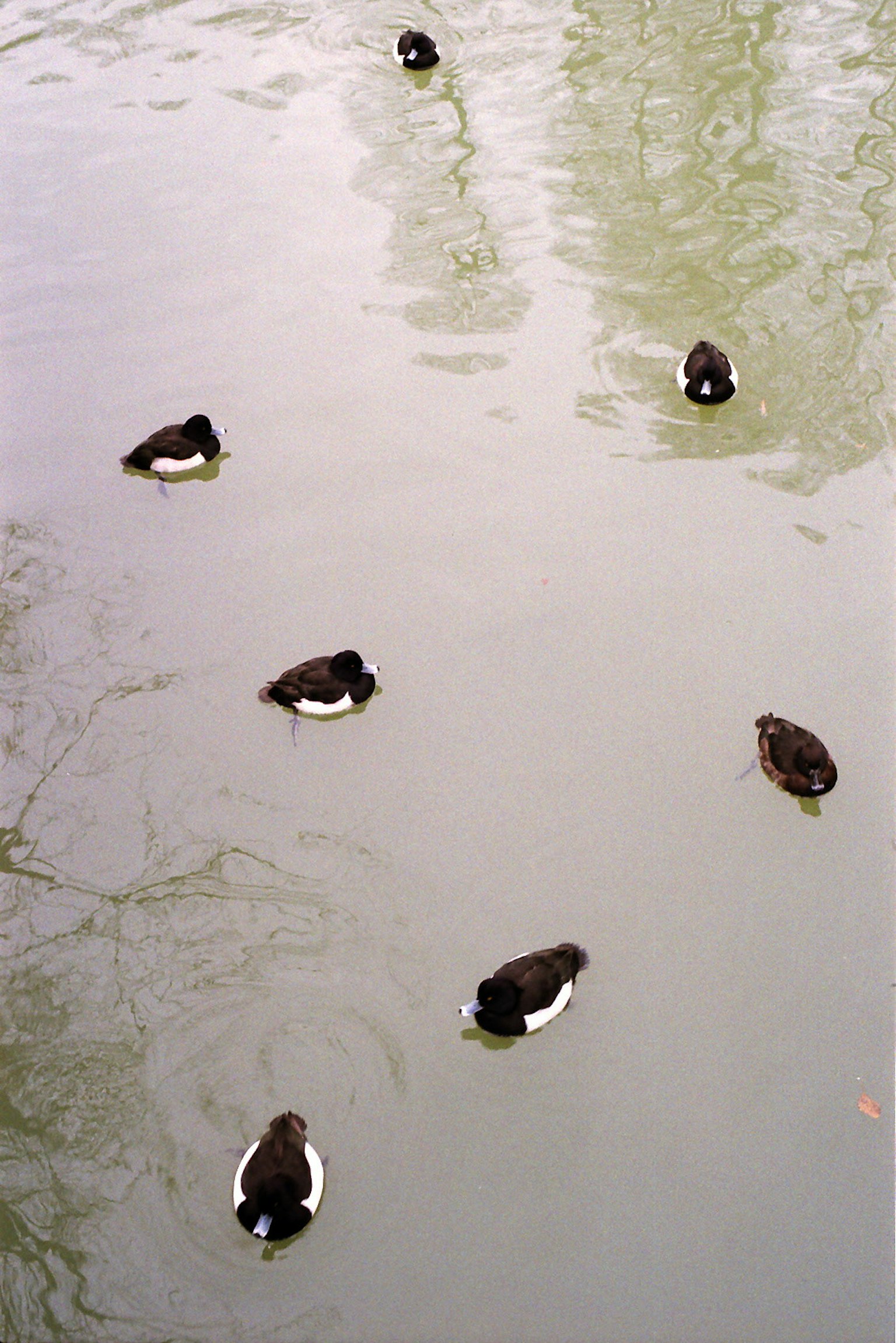 Gruppe von schwarzen Enten, die auf der Wasseroberfläche schwimmen