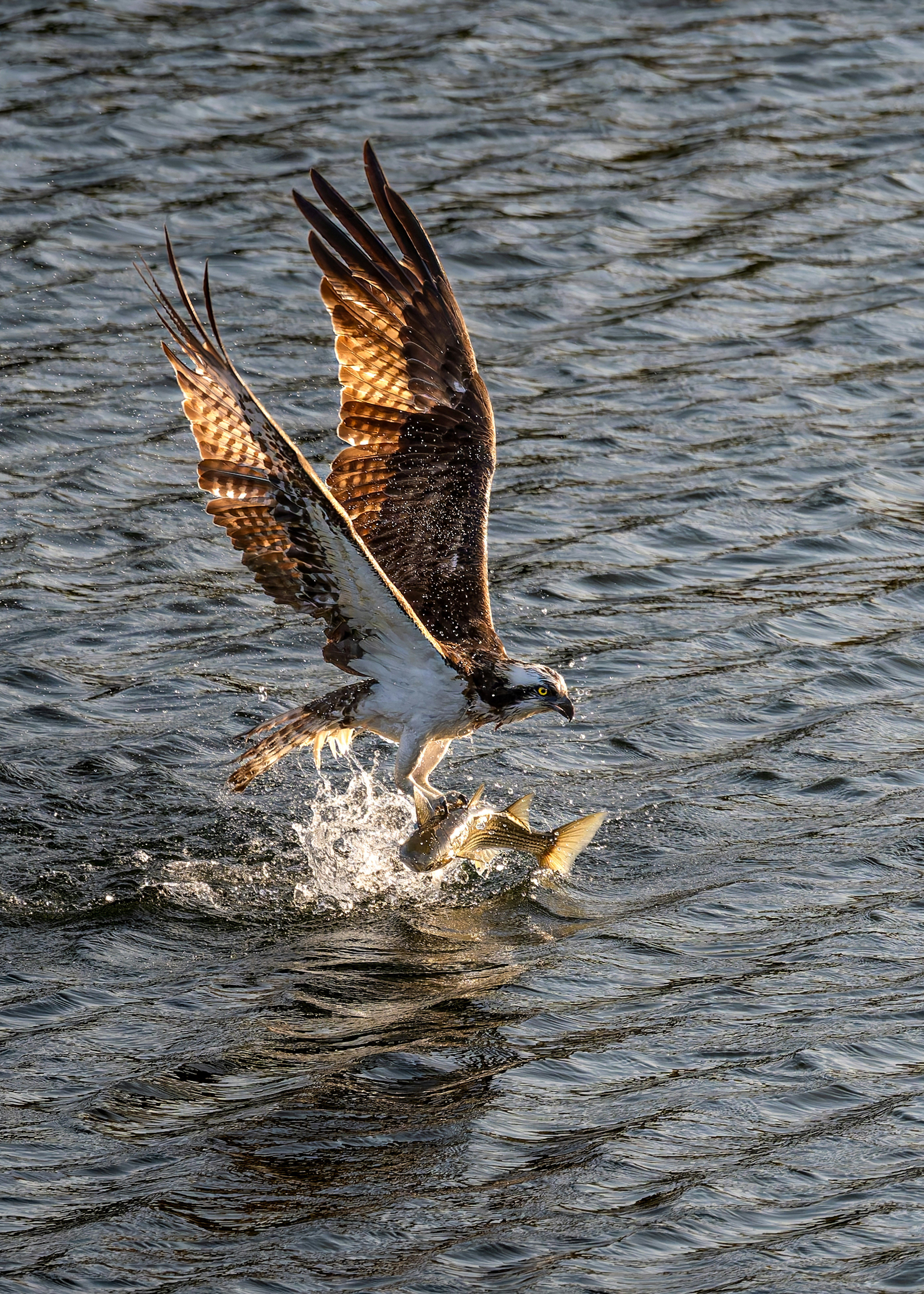 水面から飛び立つ魚を狙う鳥の躍動