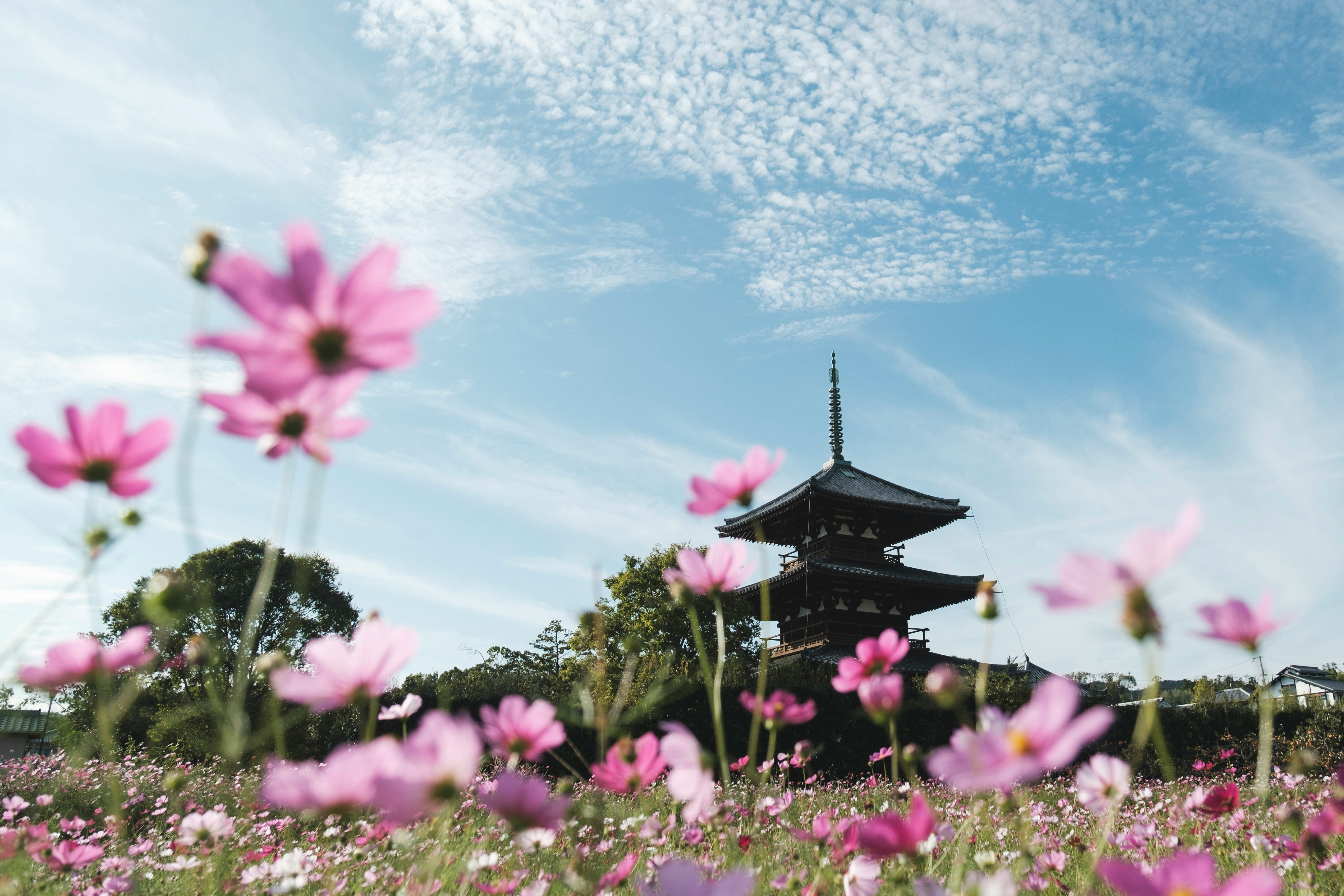 Frühlingsblumenfeld mit einer Pagode im Hintergrund