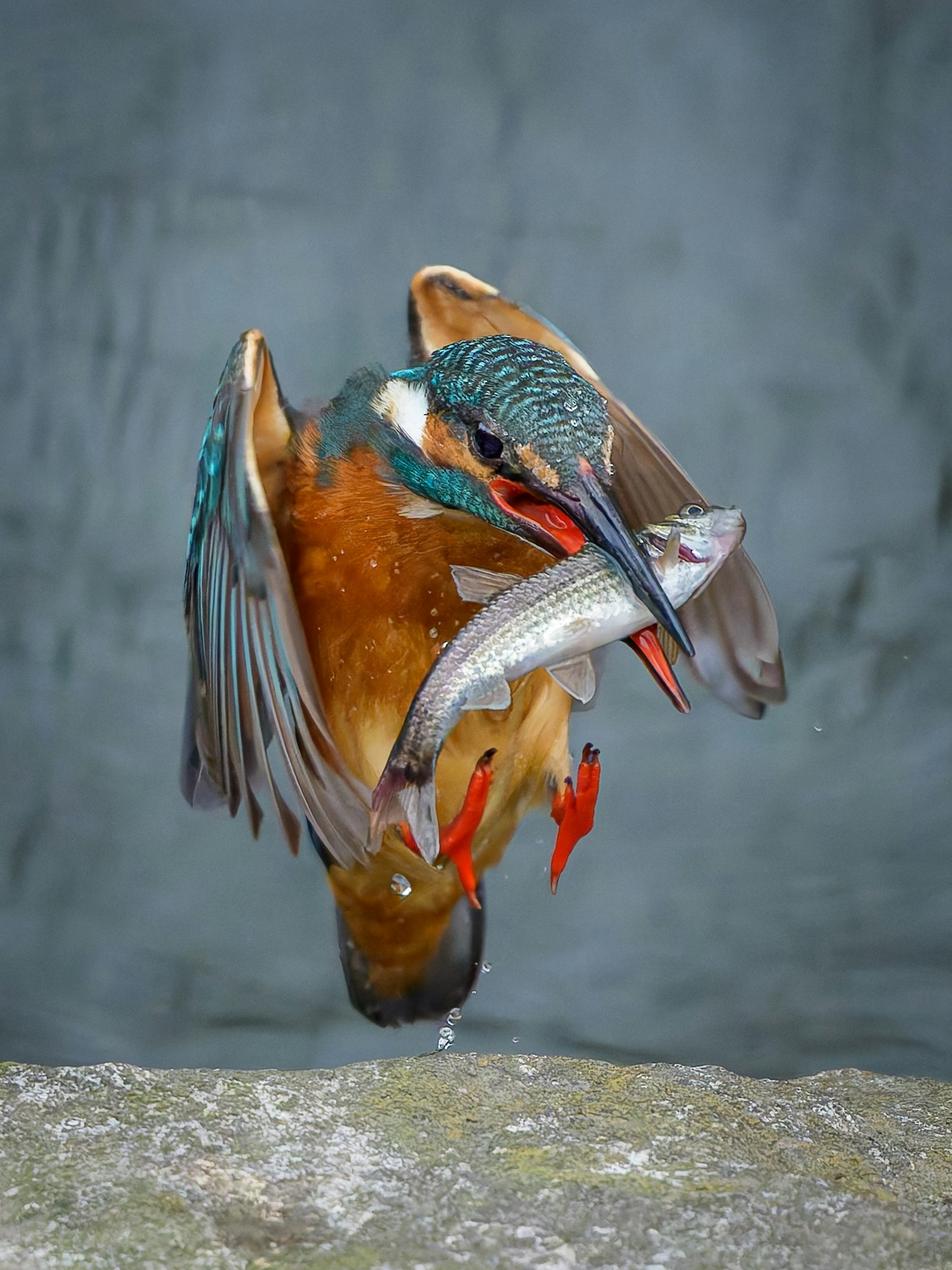 Ein Eisvogel, der mit einem Fisch im Schnabel fliegt, zeigt lebendige blaue und orangefarbene Federn