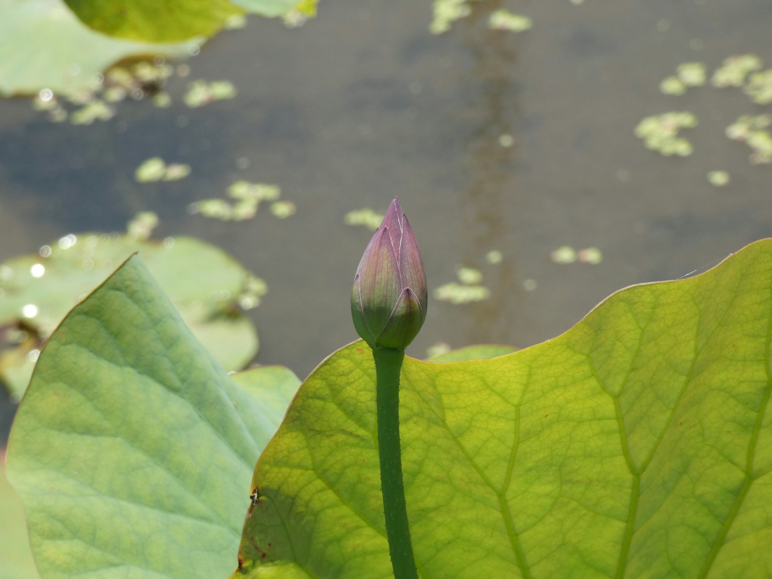 Foglie di loto verdi con un bocciolo di loto viola sopra la superficie dell'acqua