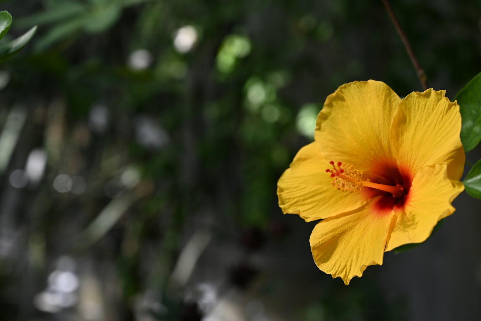 Fiore di ibisco giallo vibrante su sfondo verde sfocato