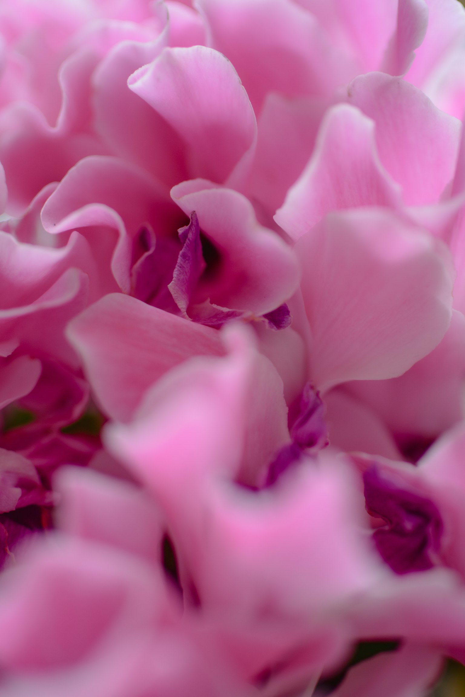 Gros plan de belles fleurs aux pétales roses clairs qui se chevauchent