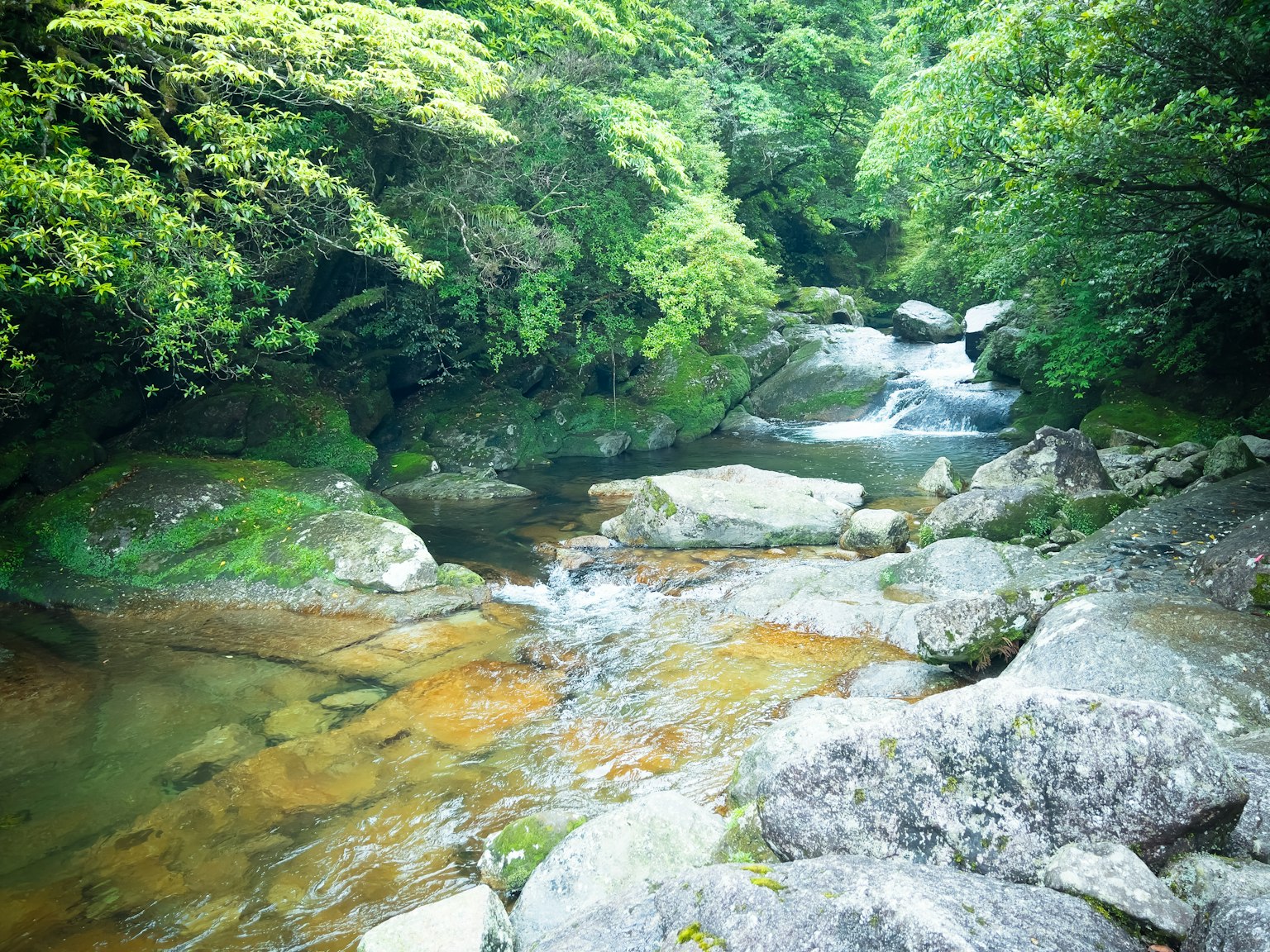 A tranquil stream surrounded by lush greenery with rocks and sunlight reflections