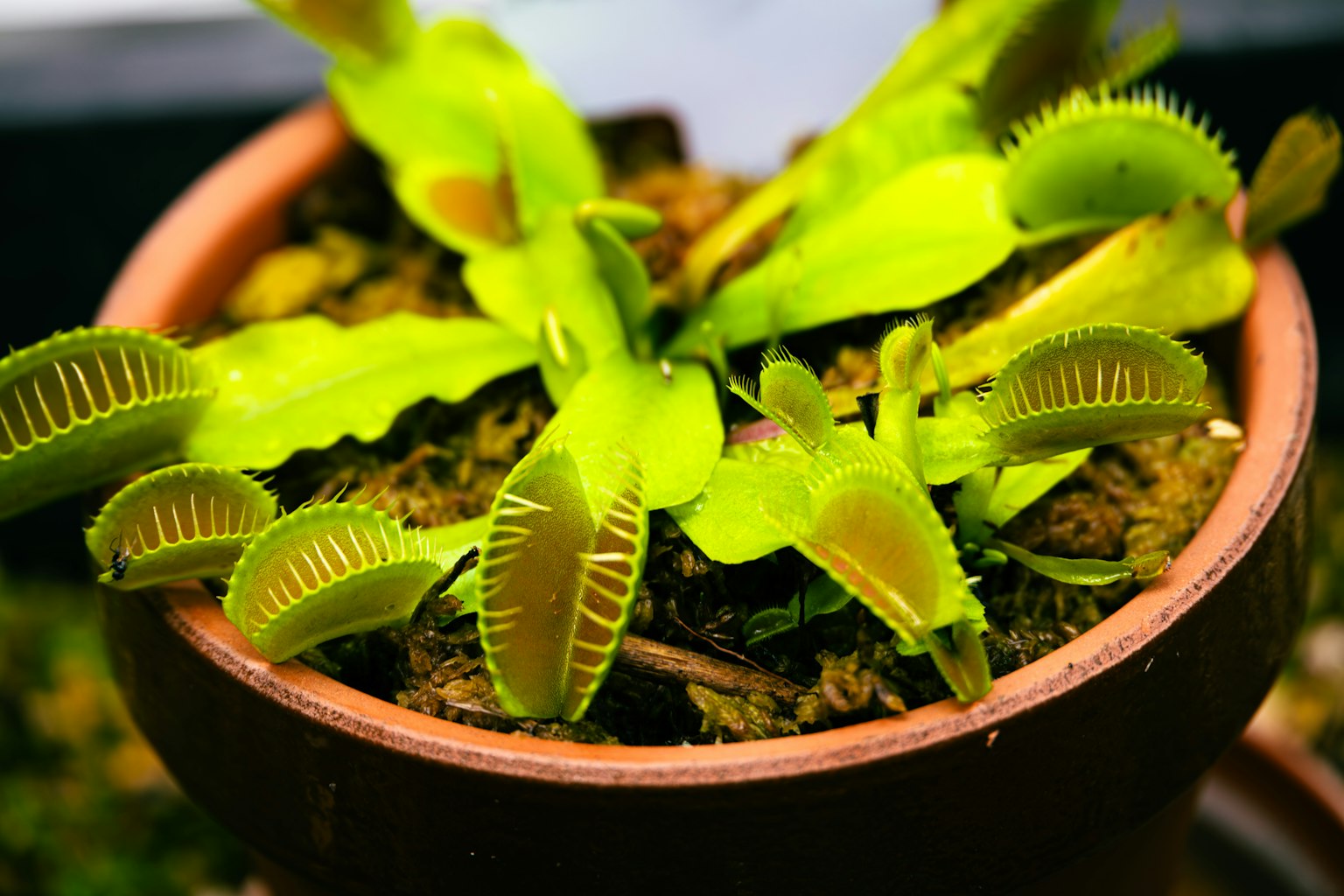 Green carnivorous plant in a pot with spread leaves and traps