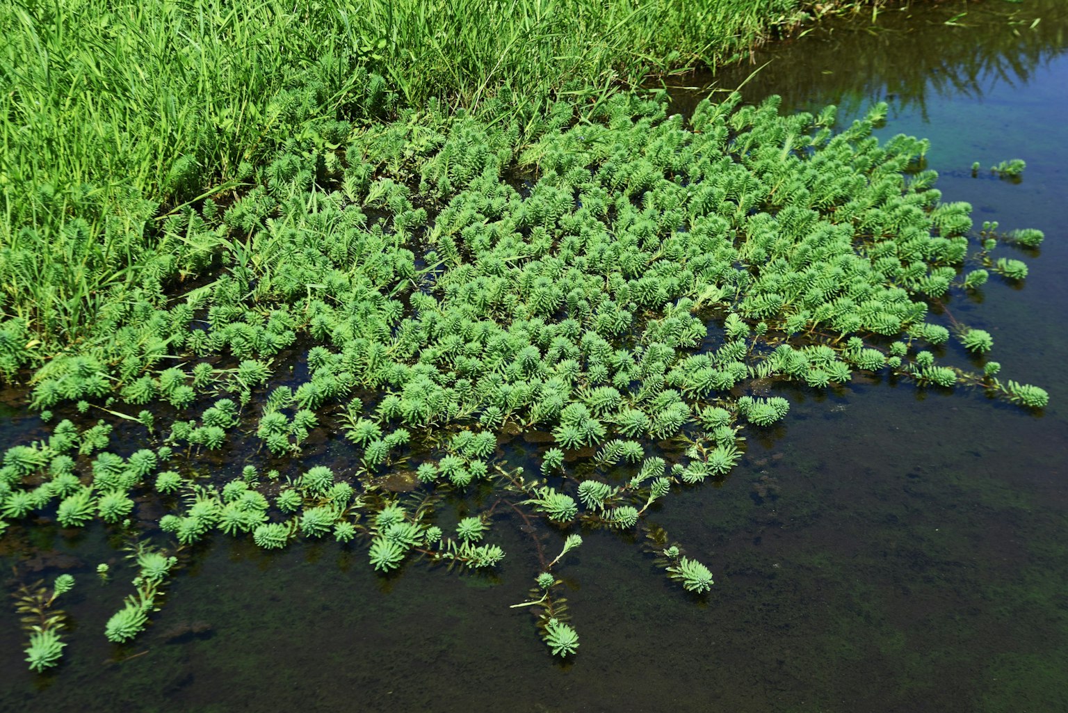 Mucchio di piante acquatiche verdi che galleggiano sull'acqua con erba circostante