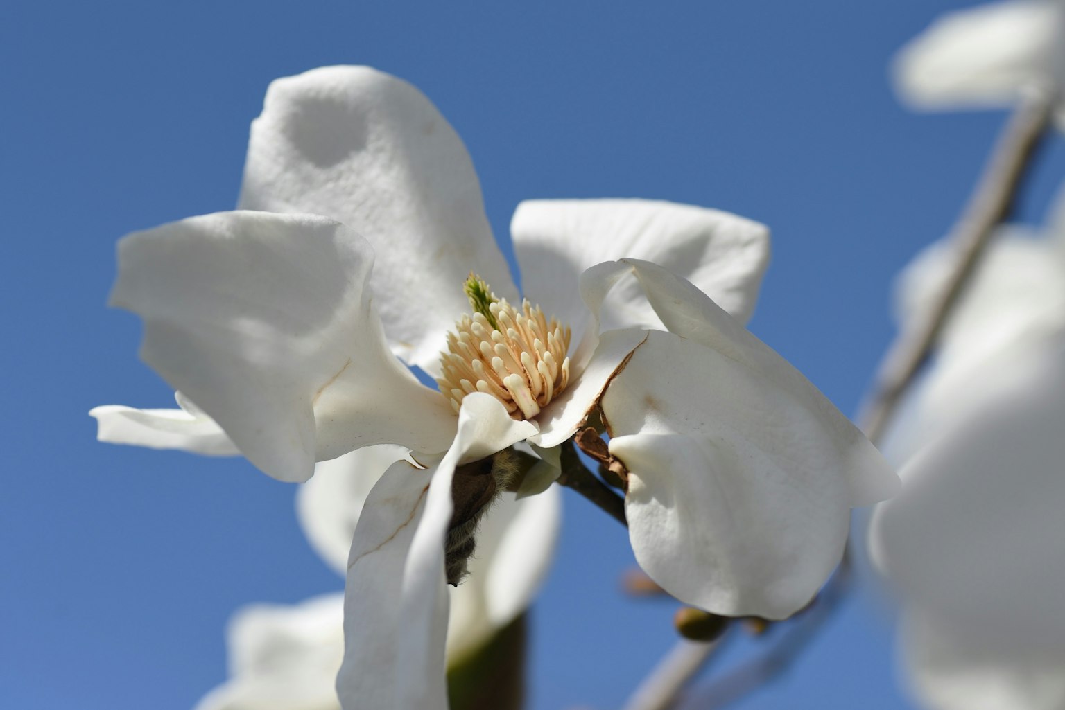 Gros plan d'une fleur blanche sur fond de ciel bleu