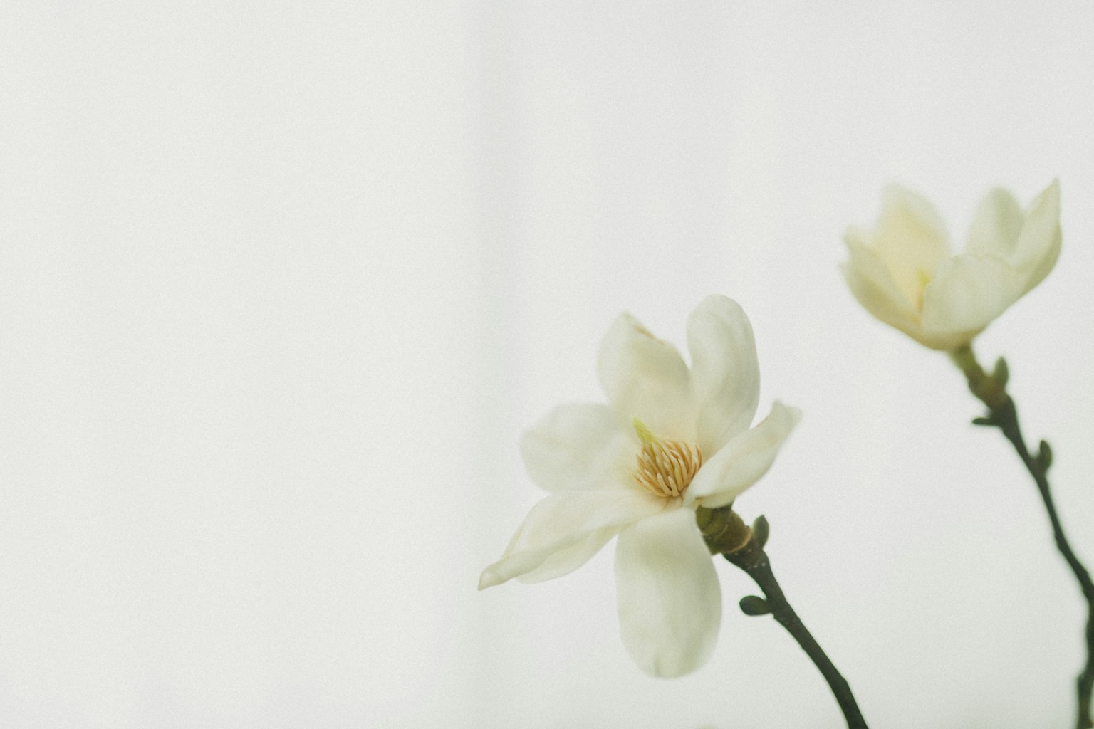 Due delicate fiori bianchi su uno sfondo luminoso e morbido