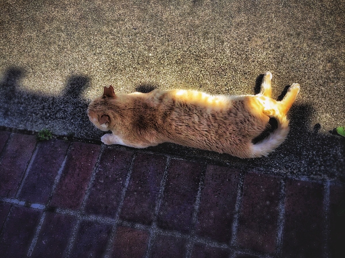 日陰の公園で横たわる野良猫の昼寝