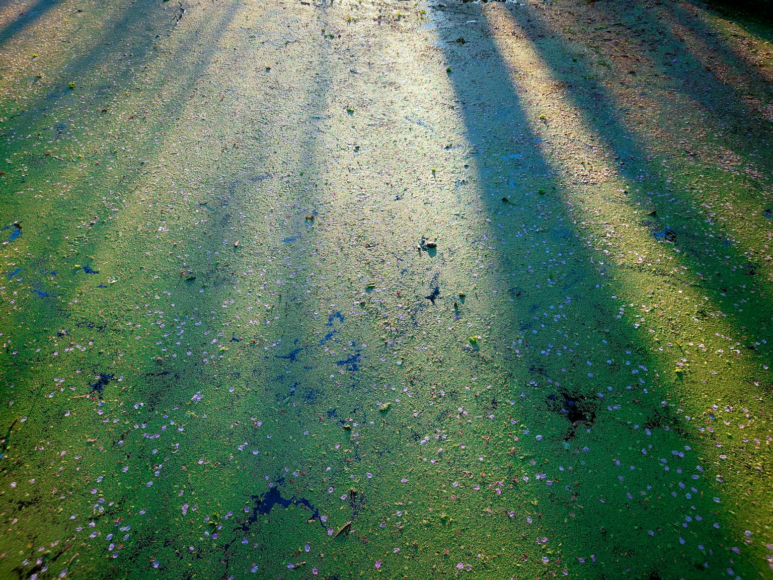 Green water surface with shadows and scattered petals