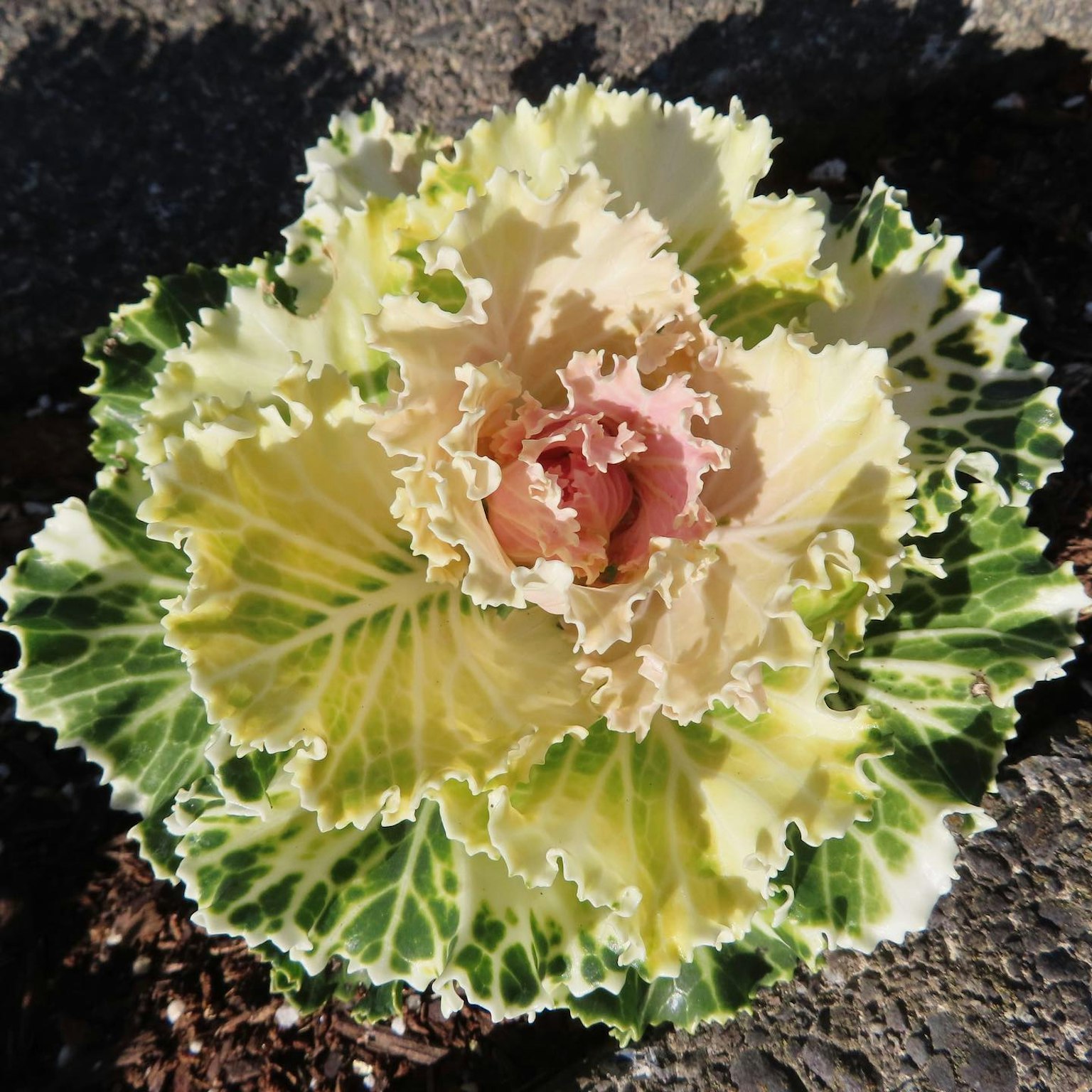 Fleur de chou ornemental avec des bords crème et verts et des pétales roses au centre