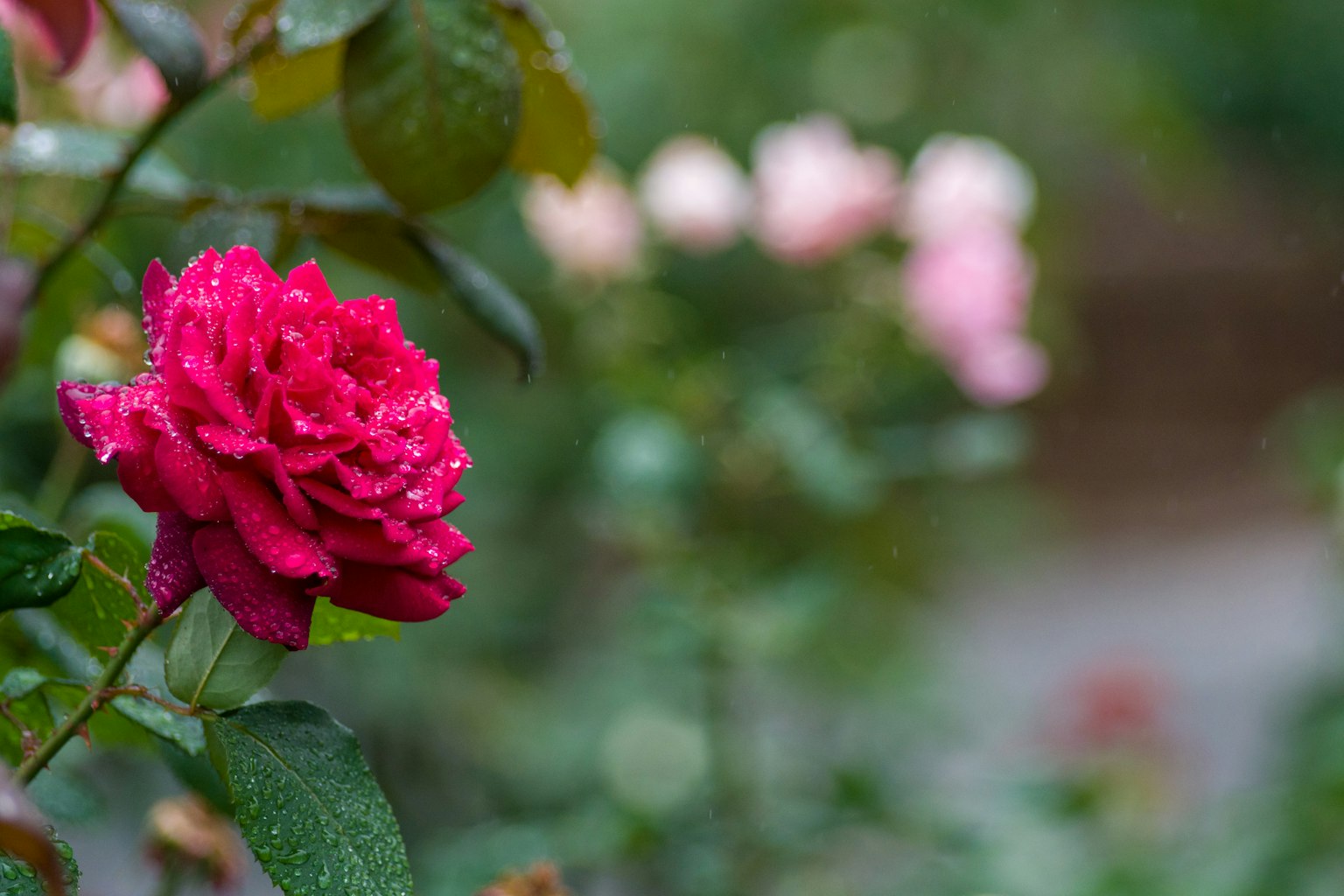 Vibrant red rose with water droplets, soft pink roses blurred in the background