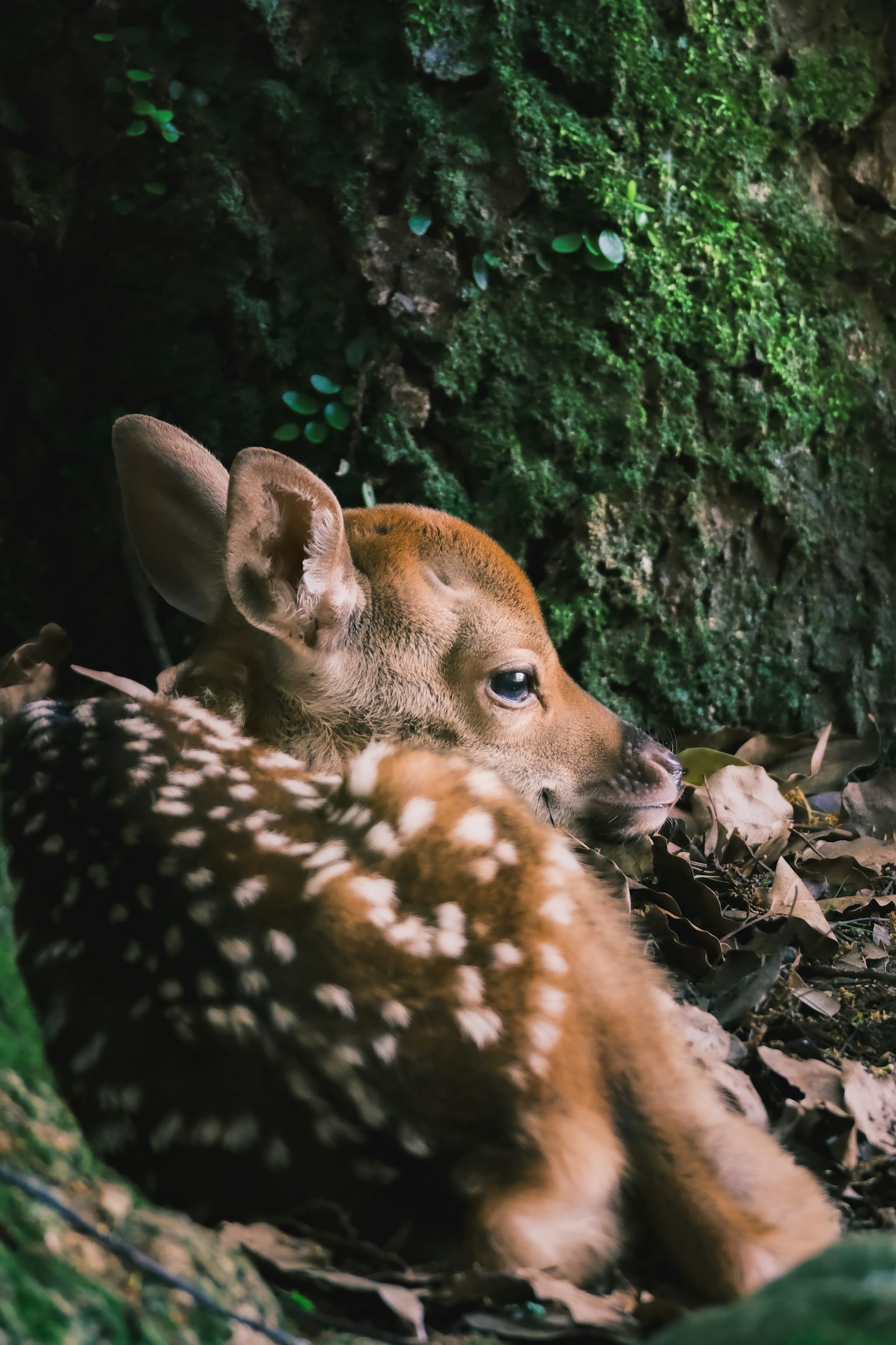 小さな子鹿が森の中で休んでいる様子 斑点模様の毛皮と大きな耳が特徴