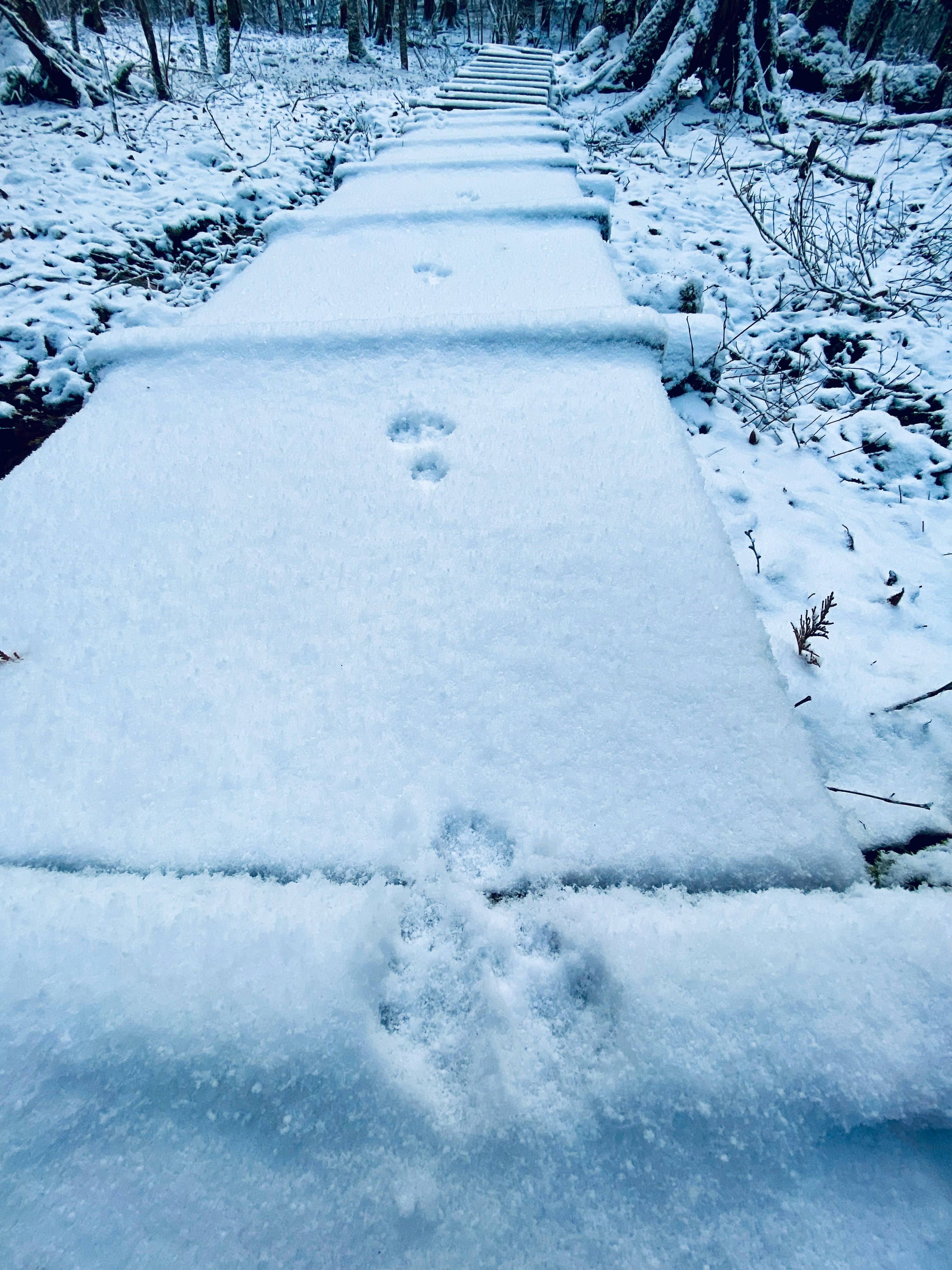 chemin pavé recouvert de neige