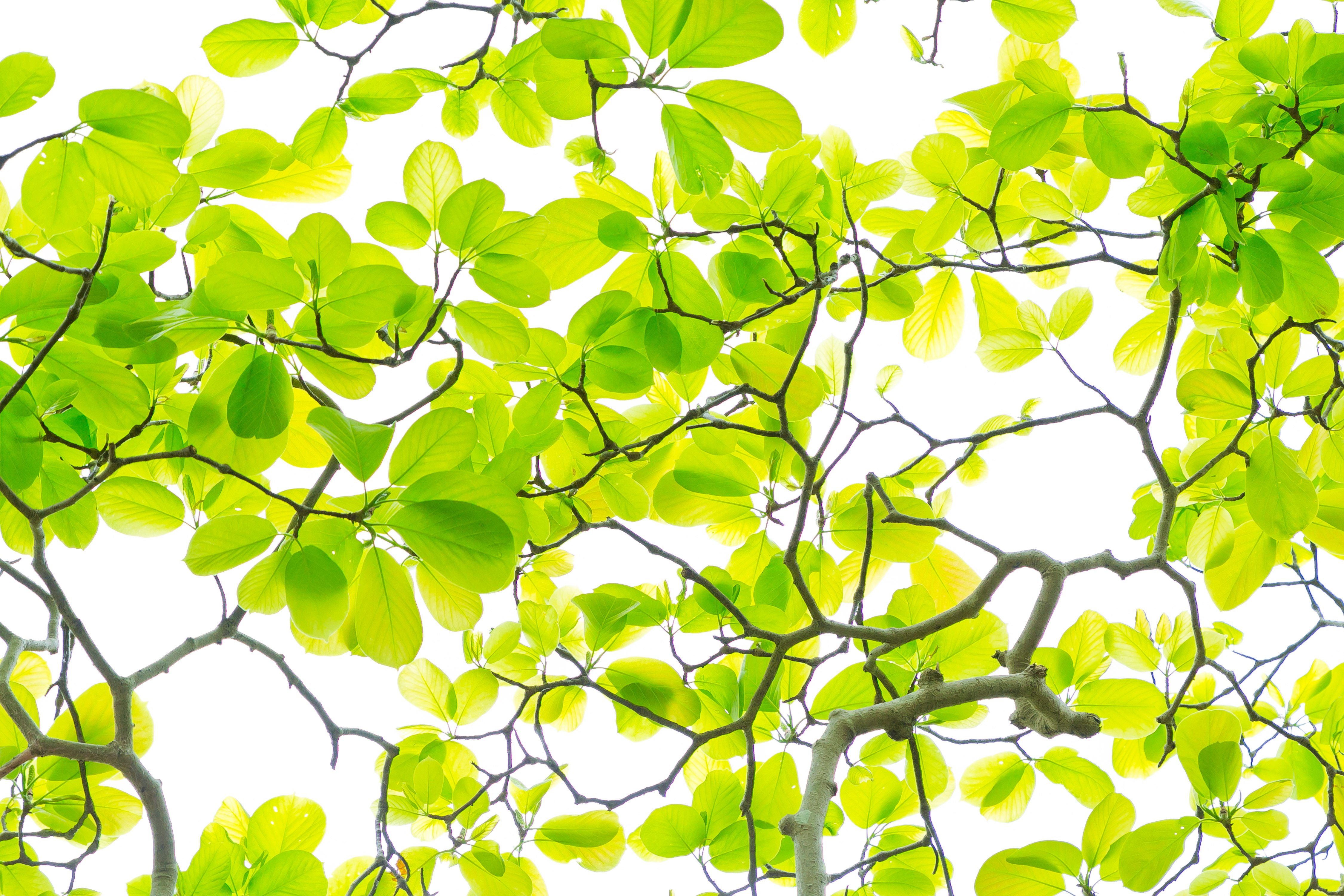fresh green leaves on tree branches