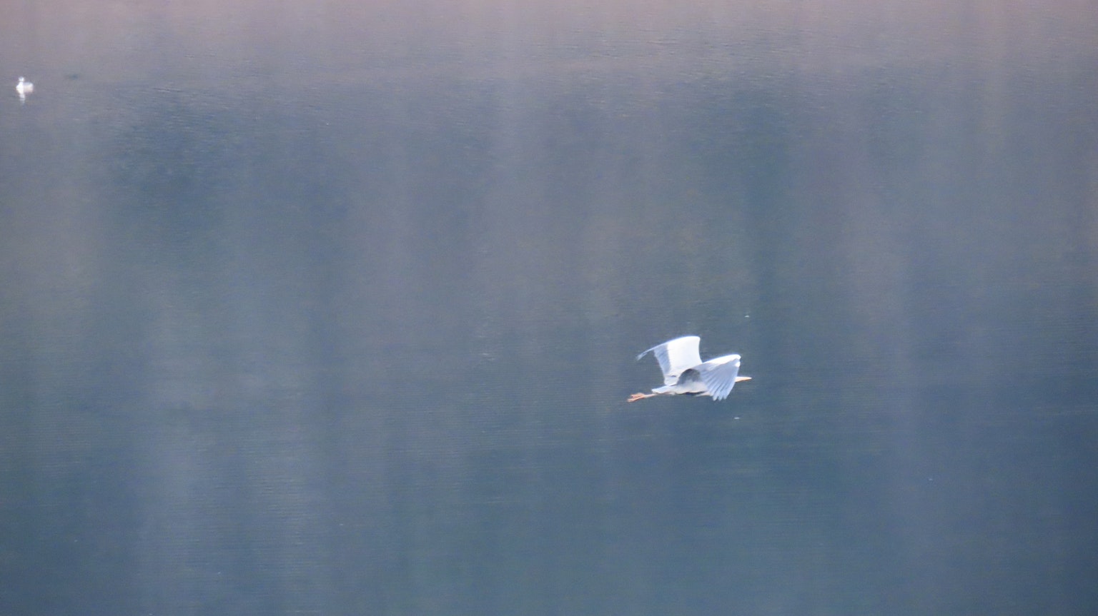 Un oiseau blanc volant au-dessus d'une surface d'eau bleue