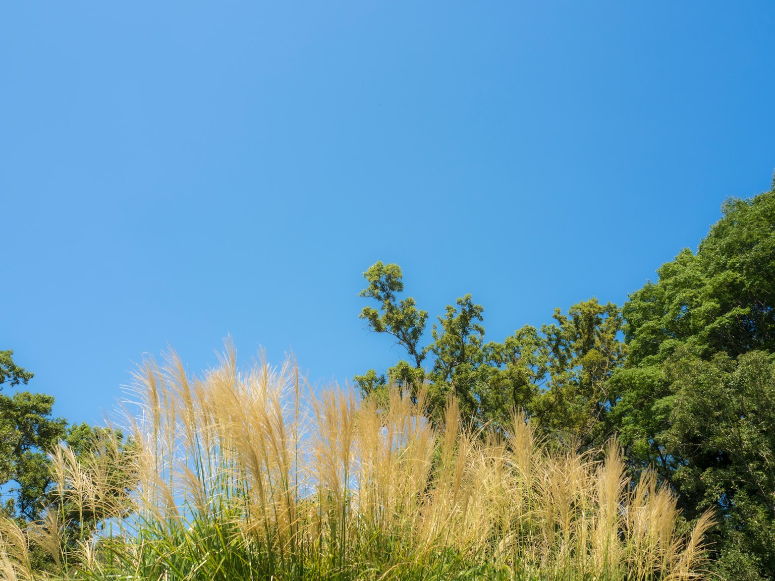 Paisaje con cielo azul y hierba dorada