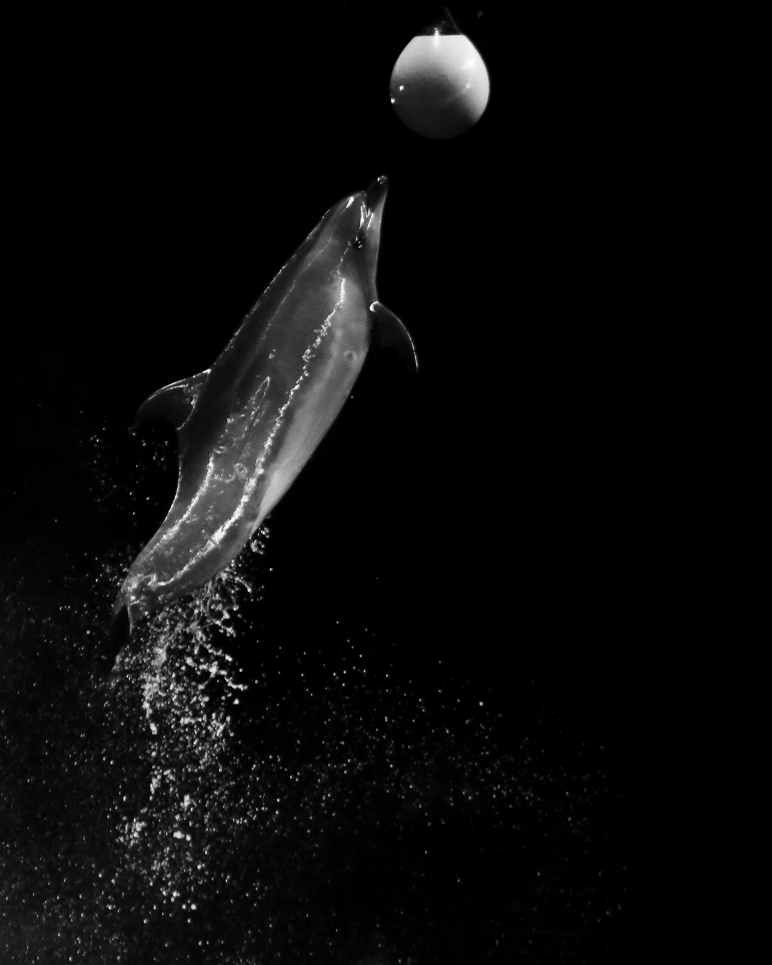 Black and white image of a dolphin leaping to hit a ball