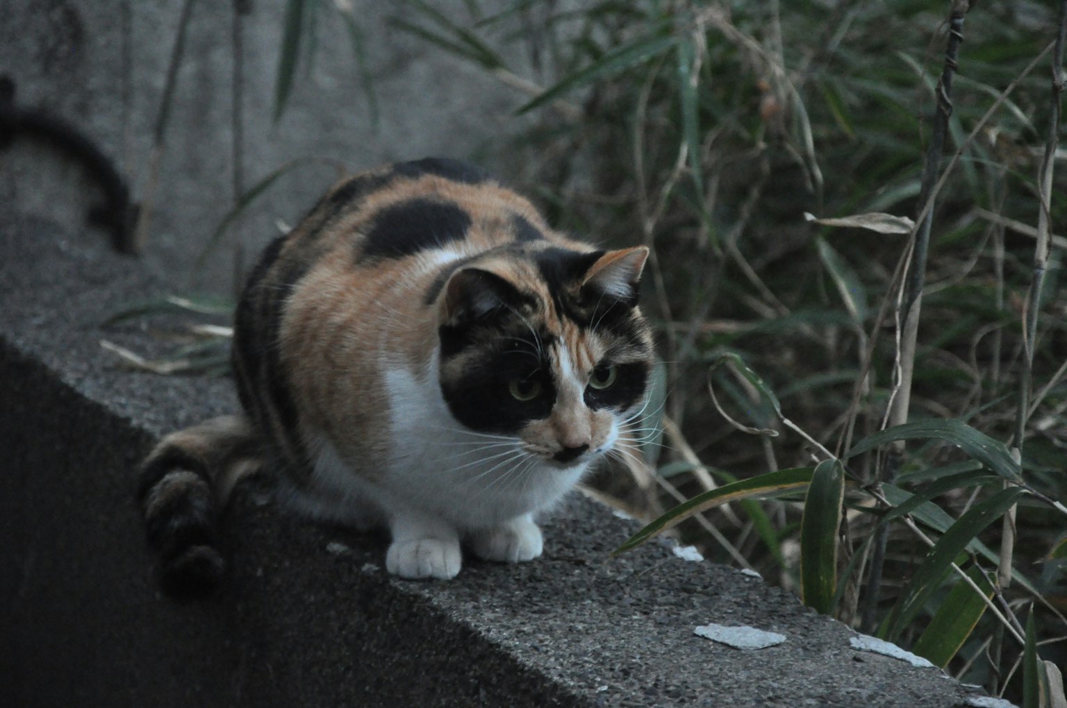 Gatto calico seduto su un muro di cemento con vegetazione sullo sfondo