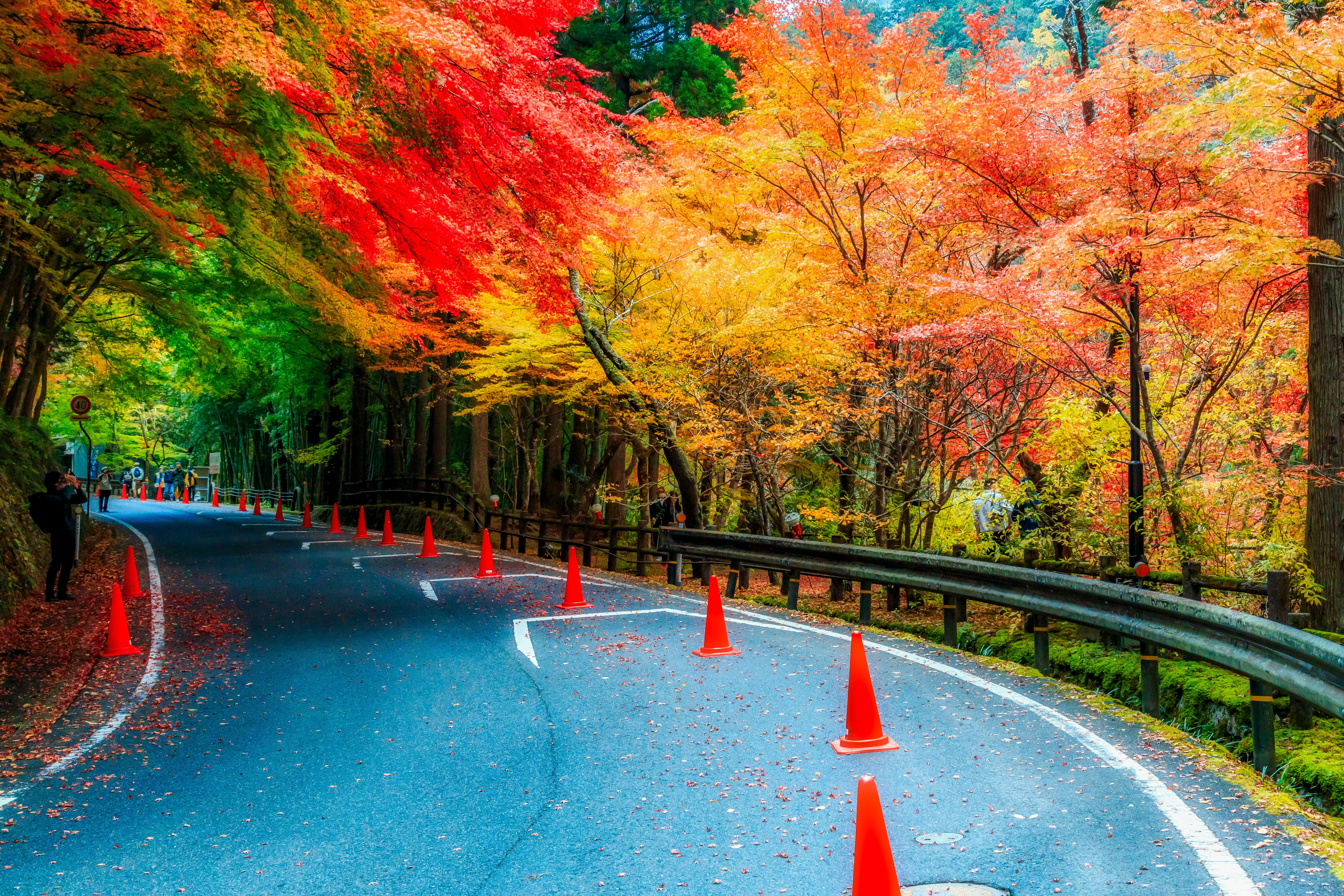 紅葉のトンネルのような並木道