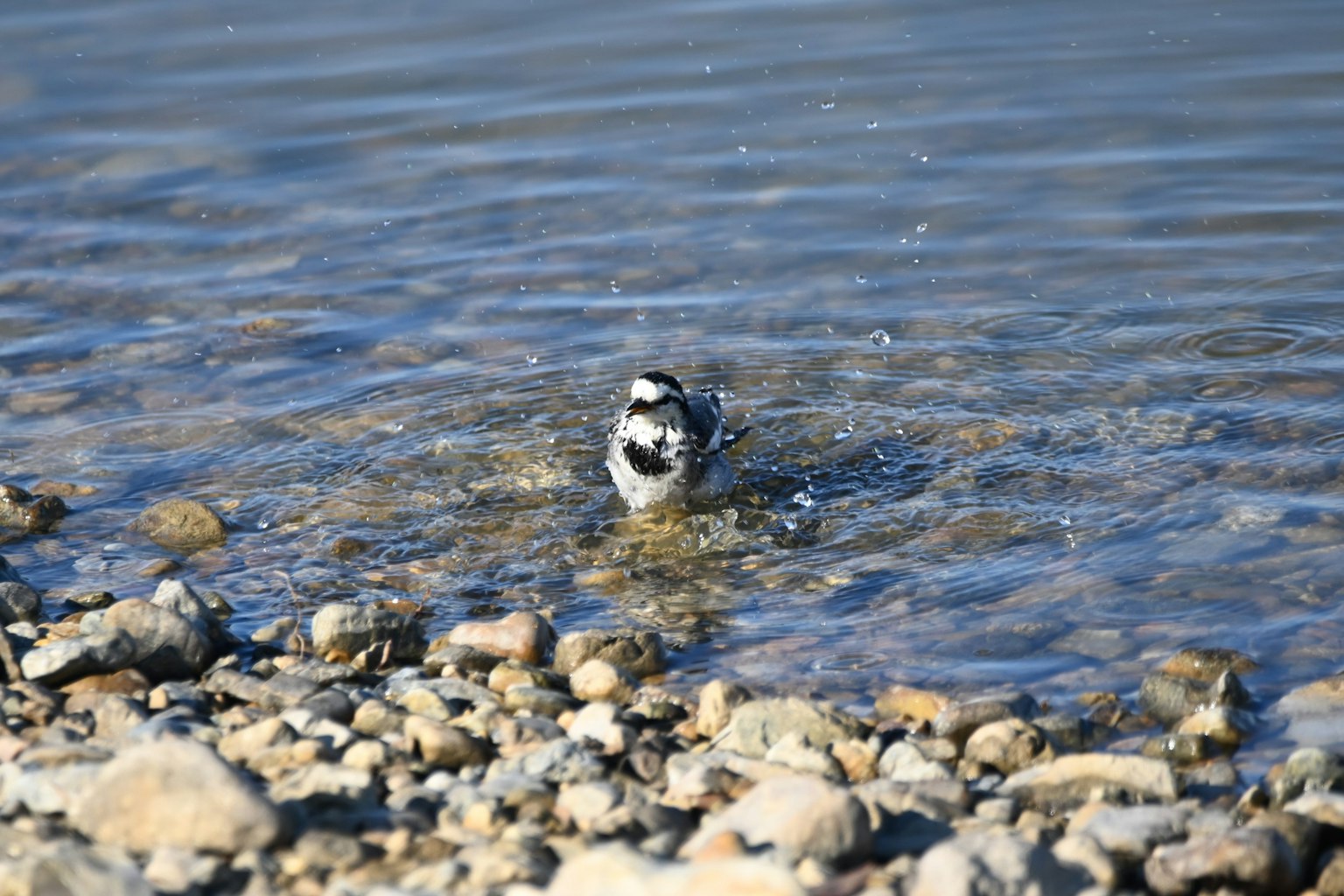Ein kleiner Vogel spritzt in flachem Wasser zwischen Kieselsteinen