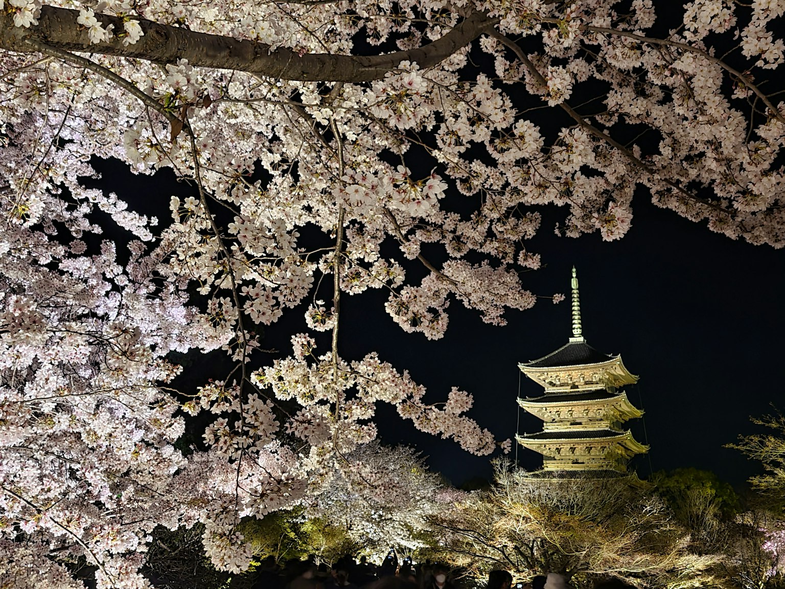 夜間櫻花與塔樓的美麗景色
