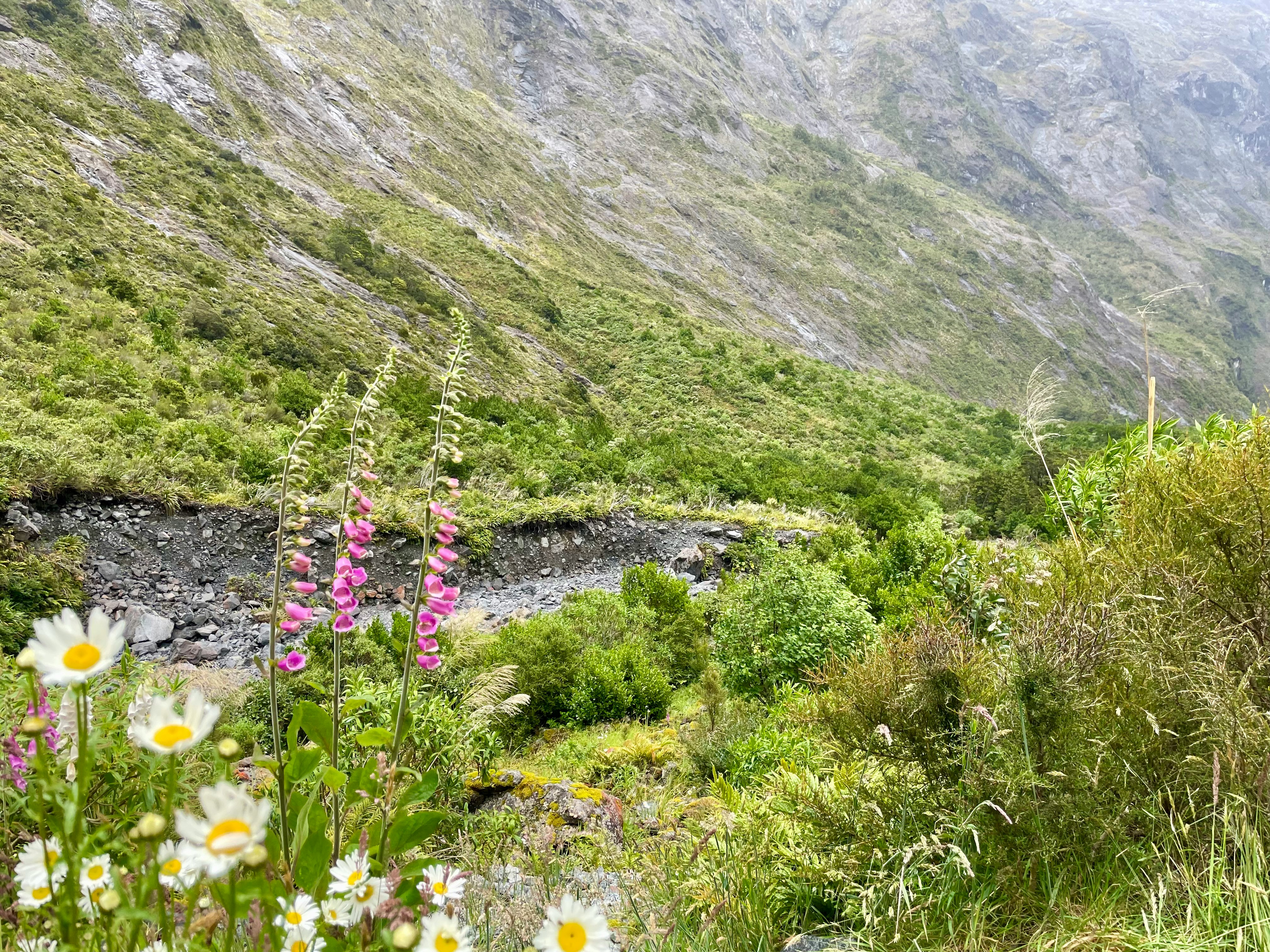 valle montañosa verde con ladera rocosa y flores silvestres