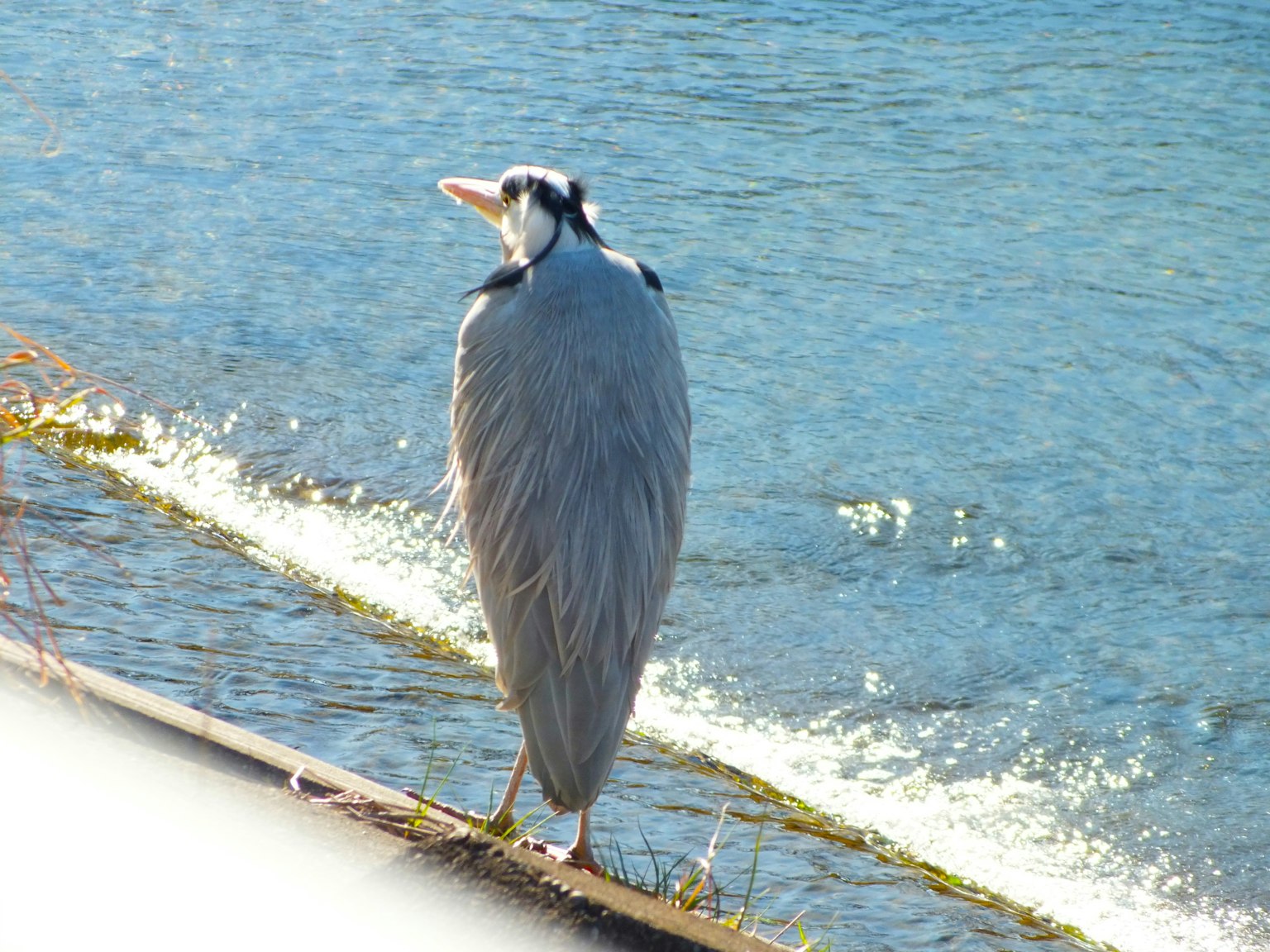 Gray heron standing by the water's edge