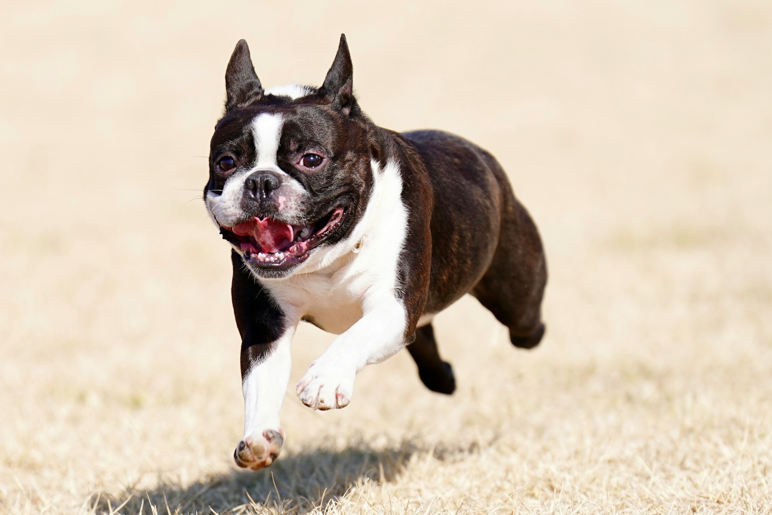 Laufender Boston Terrier Hund