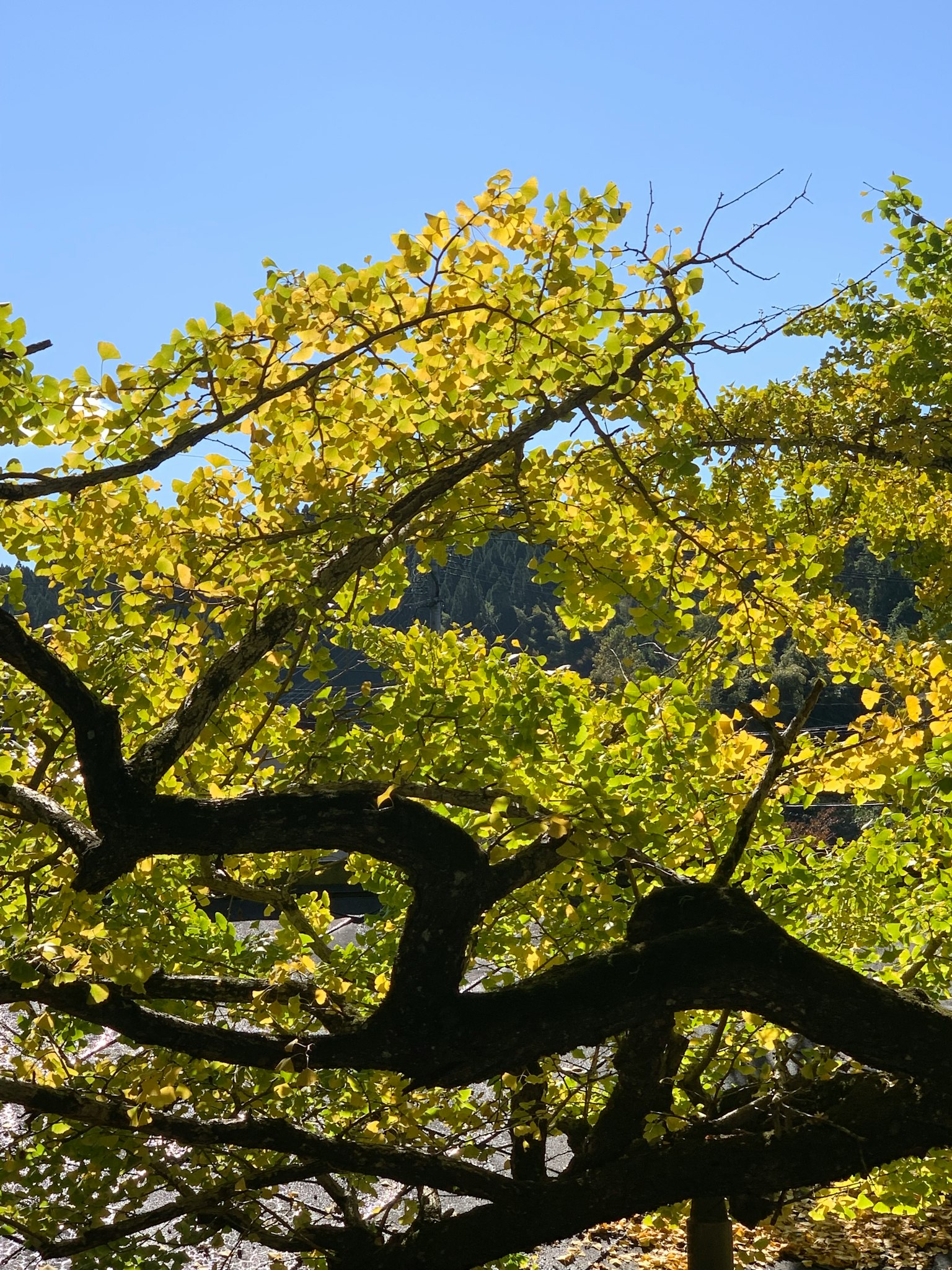 Gros plan sur des branches d'arbre avec des feuilles jaunes vives