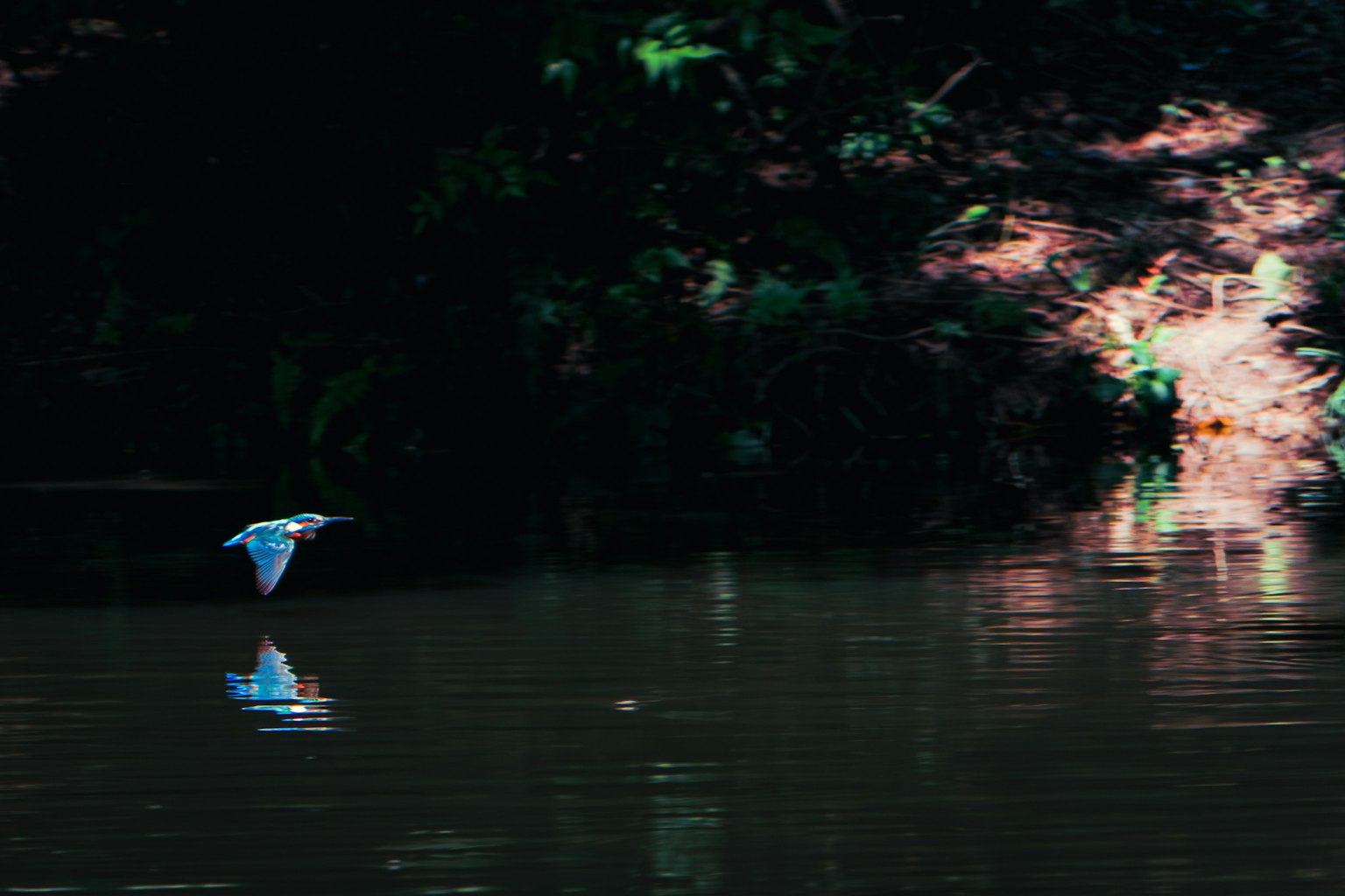 Seekor burung biru terbang di atas permukaan air tenang