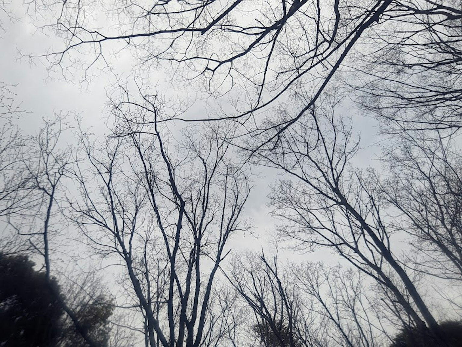 겨울 풍경과 하늘을 향해 뻗은 나무 가지들