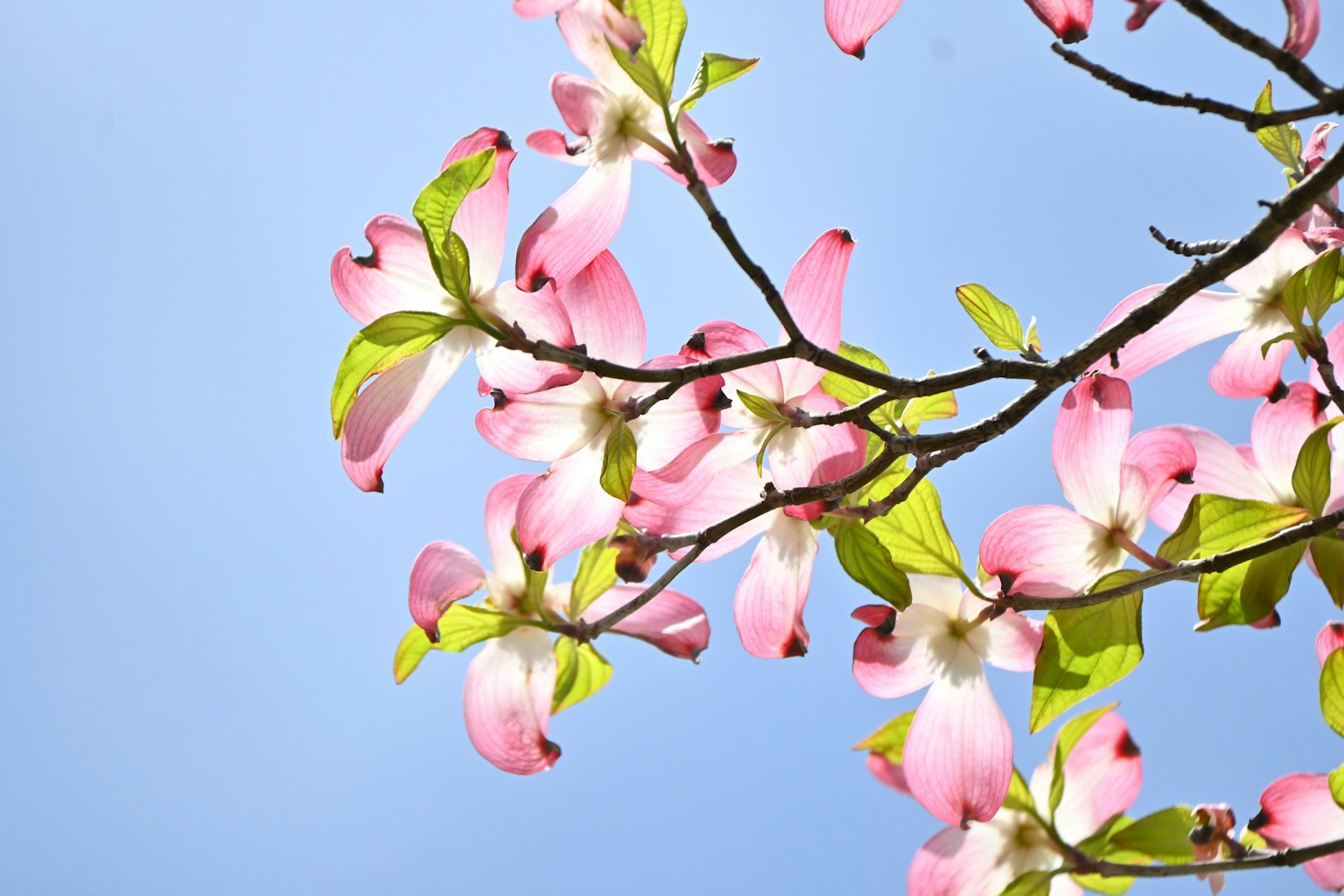 Zweig mit rosa Blüten und grünen Blättern vor blauem Himmel