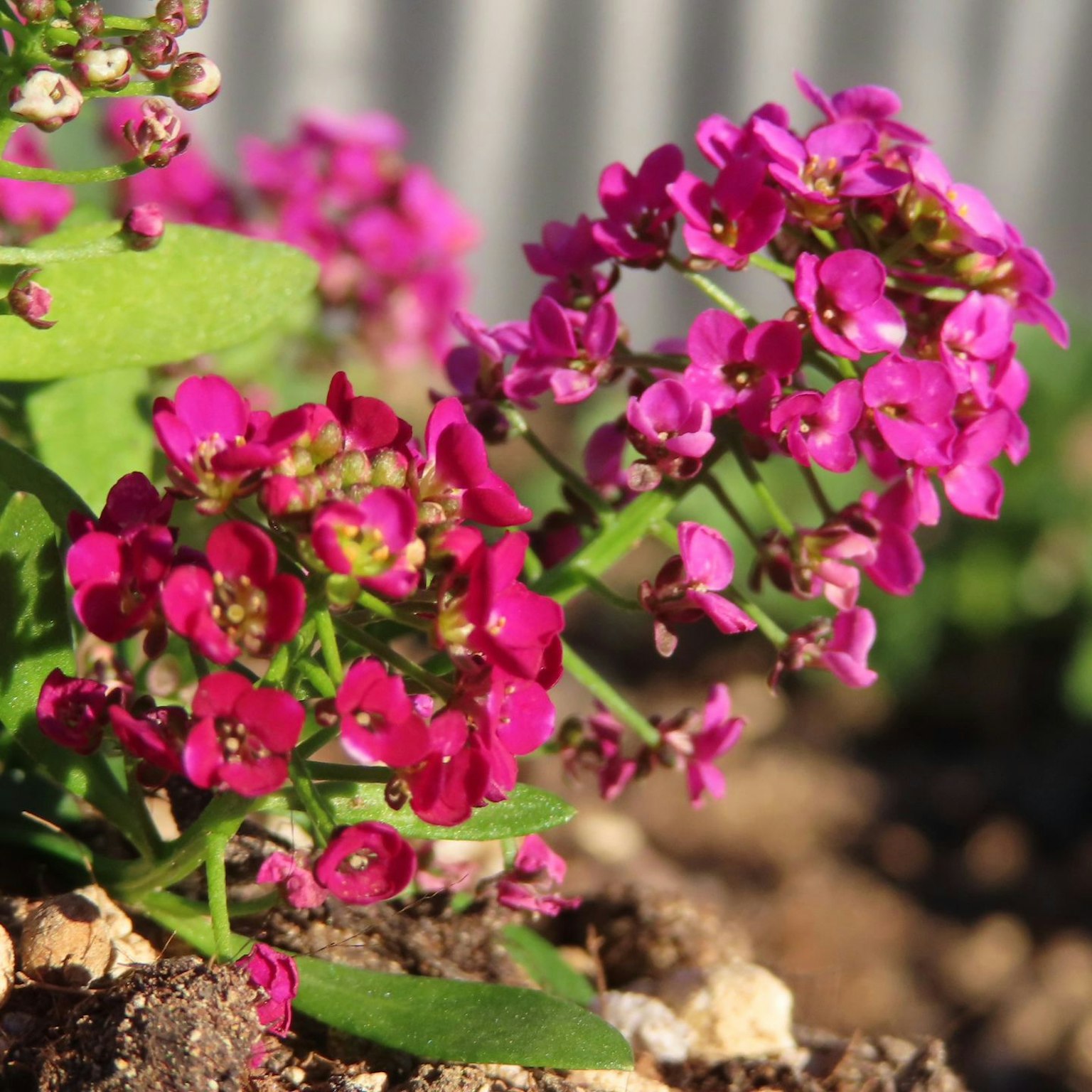 Nahaufnahme von lebhaften rosa Blumen, die an einer Pflanze blühen