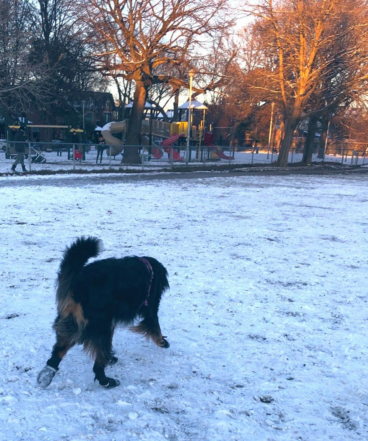 在公園雪地上行走的狗和遊樂設施