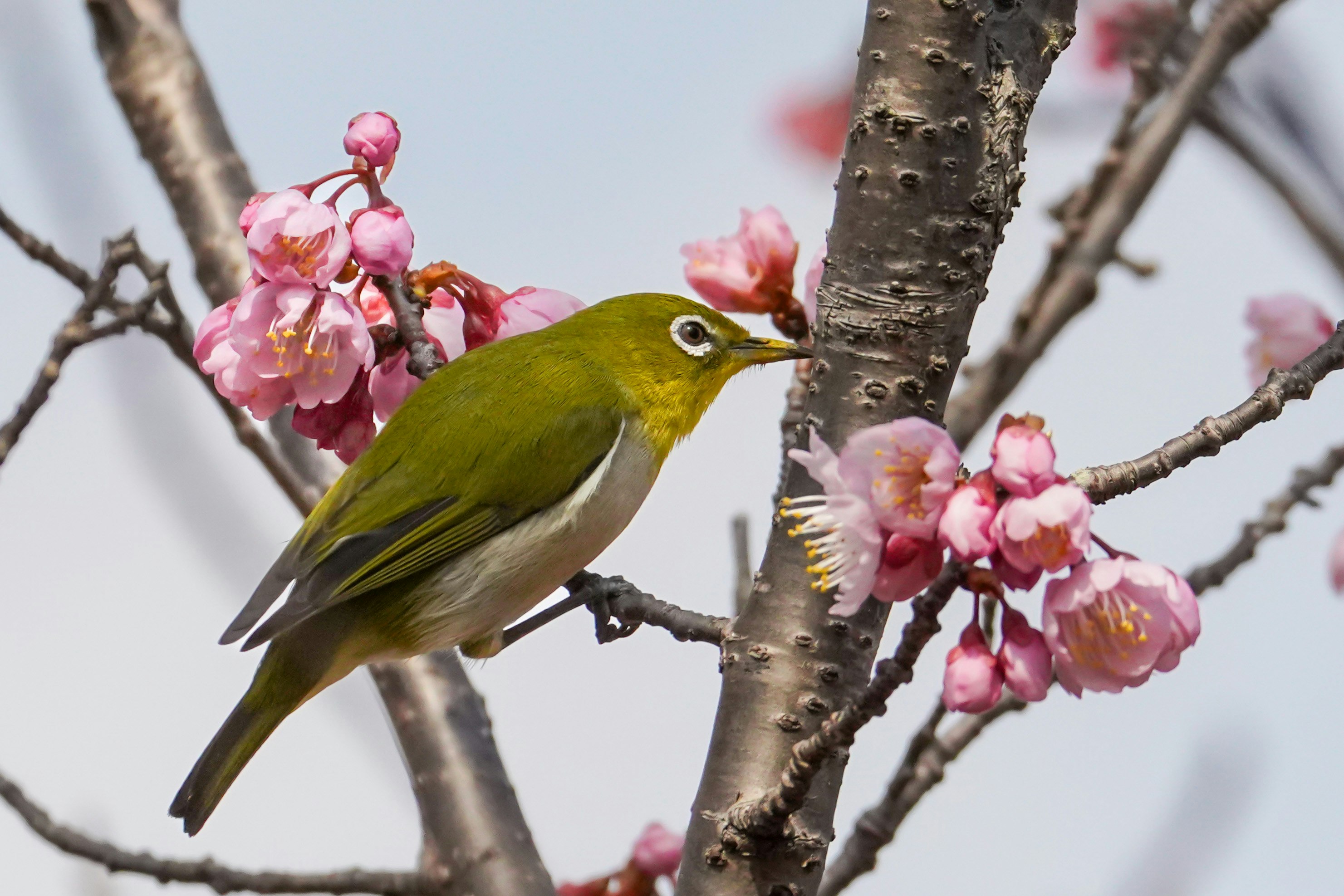 桜の花の枝にとまるメジロ