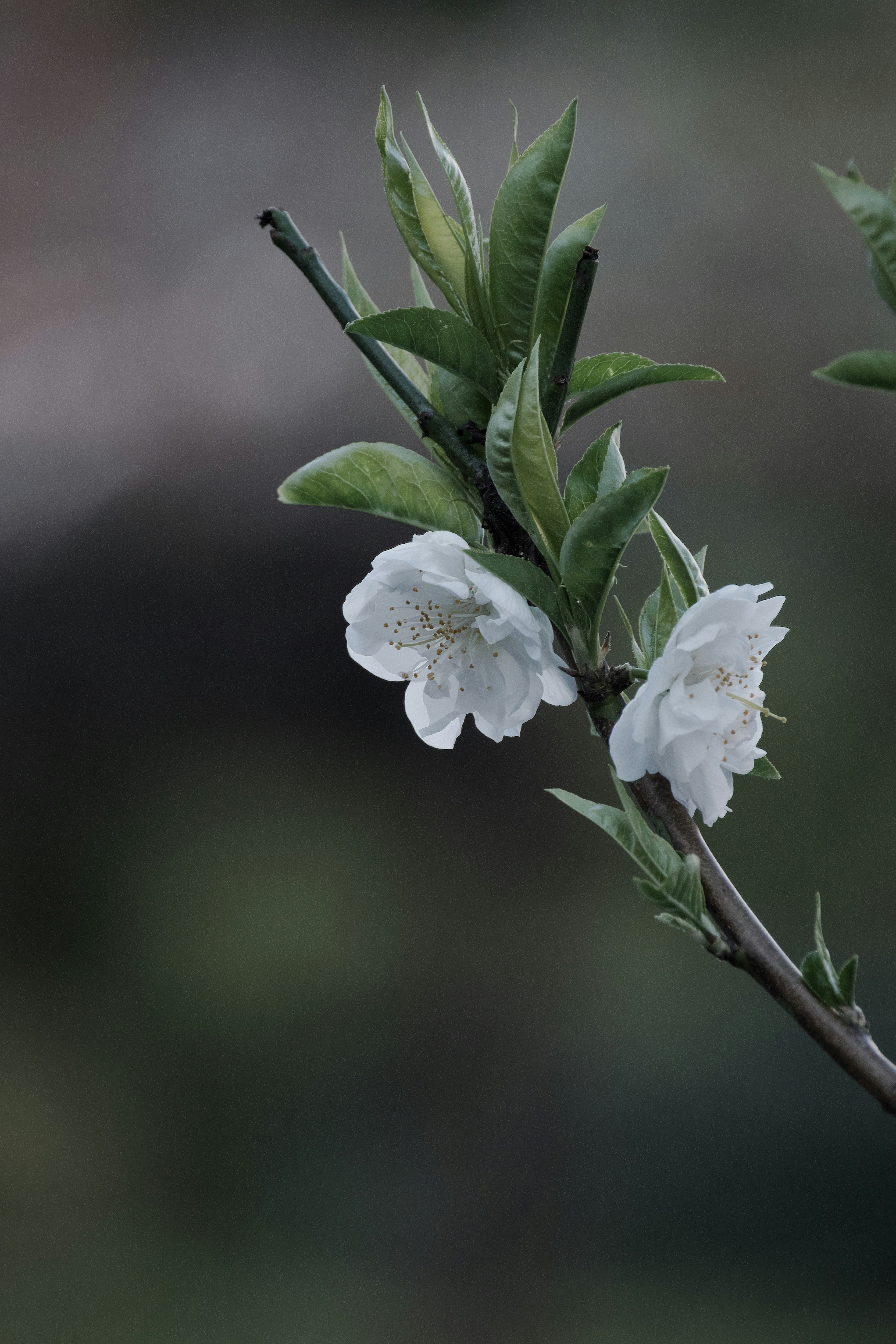 白いハナモモの花が咲く氷川公園の枝先