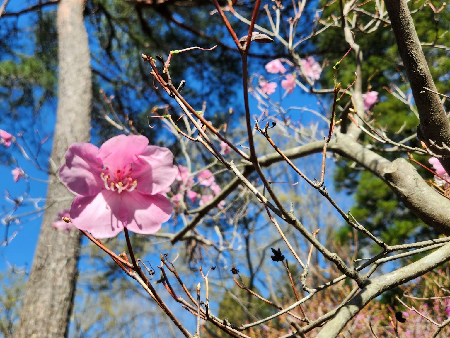 Fleur rose en fleurs contre un ciel bleu avec des branches fines