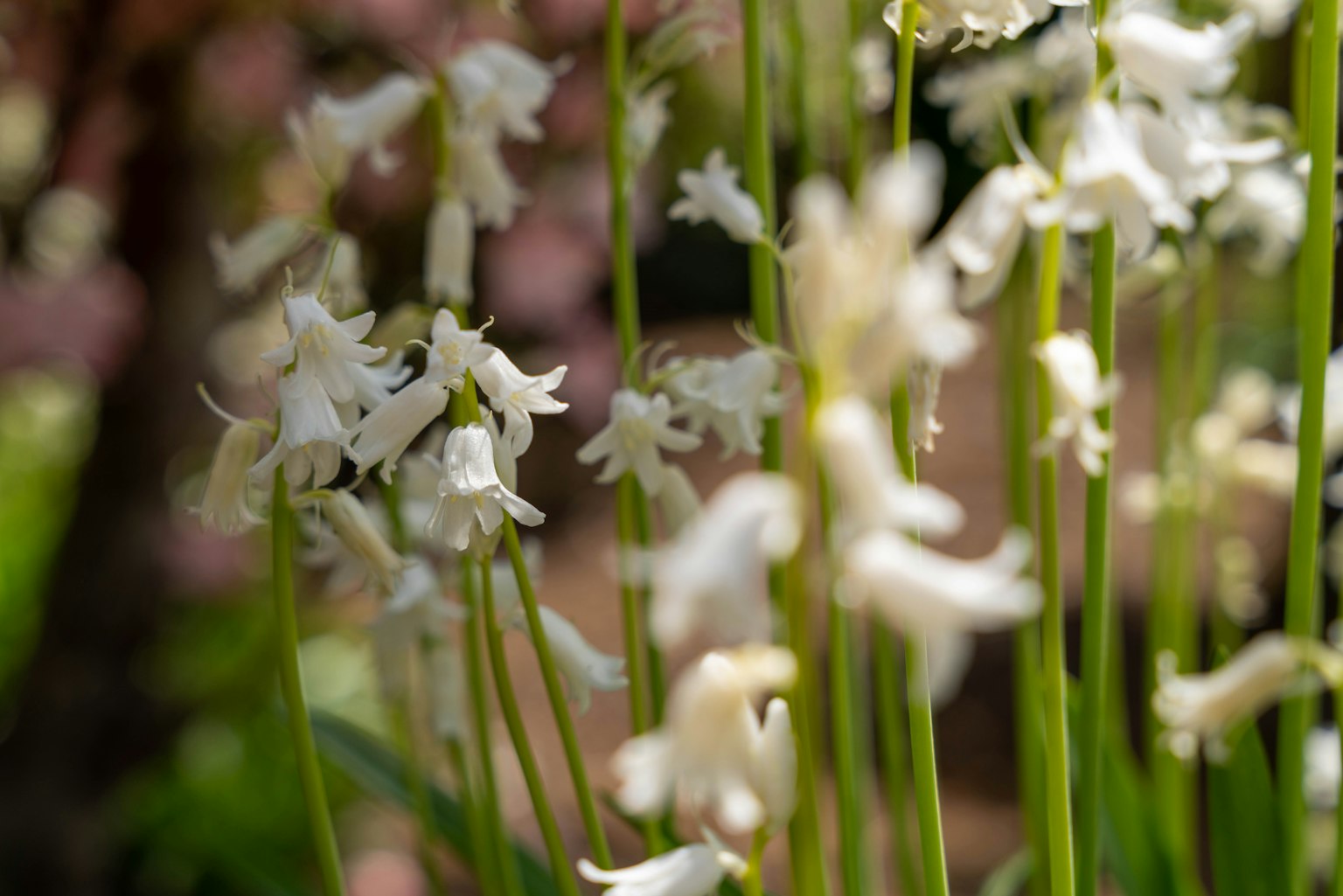 Gros plan de fleurs blanches avec un fond doux vert et rose