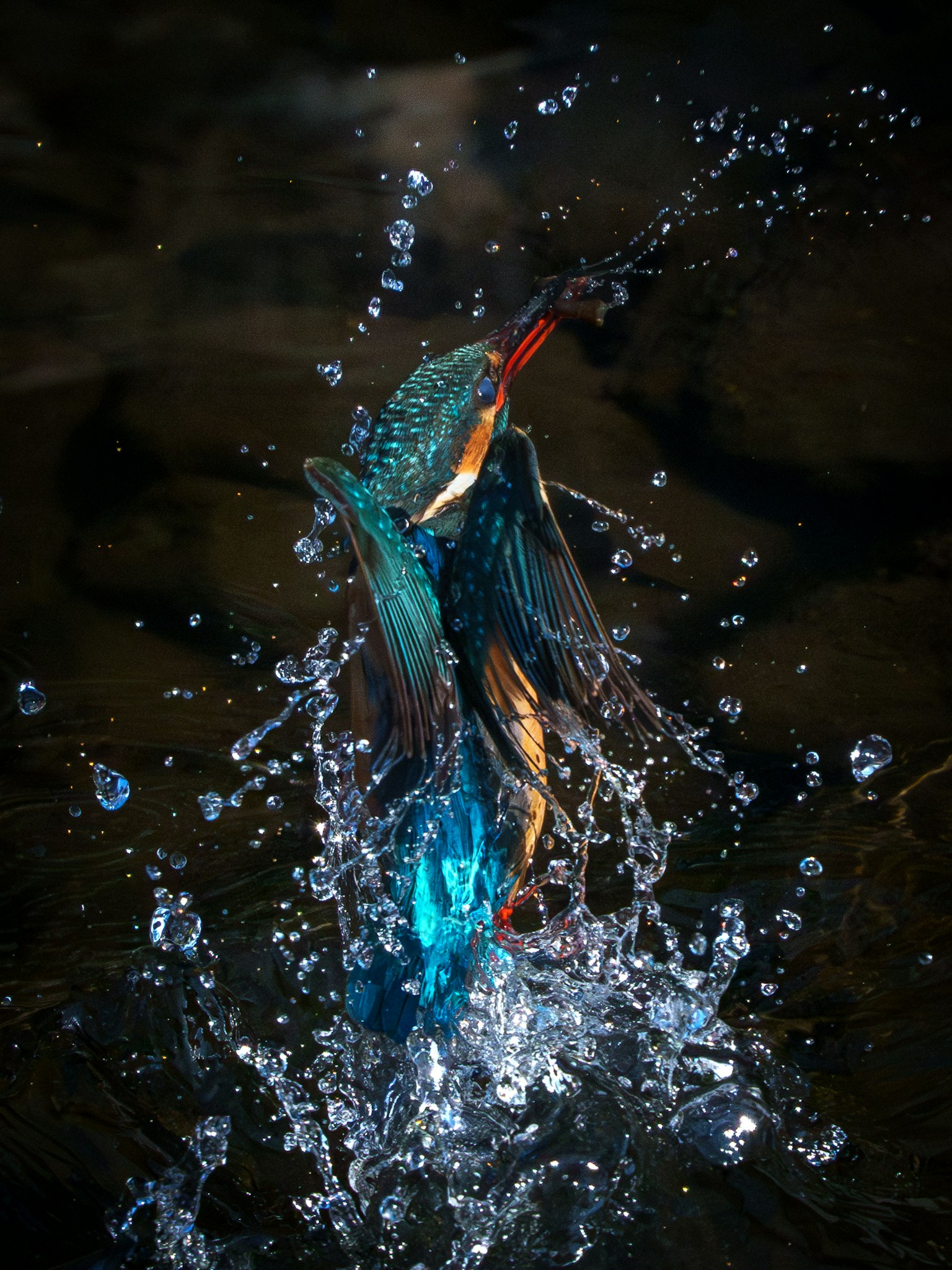 Un martin-pêcheur sautant hors de l'eau avec des plumes vibrantes et des éclaboussures