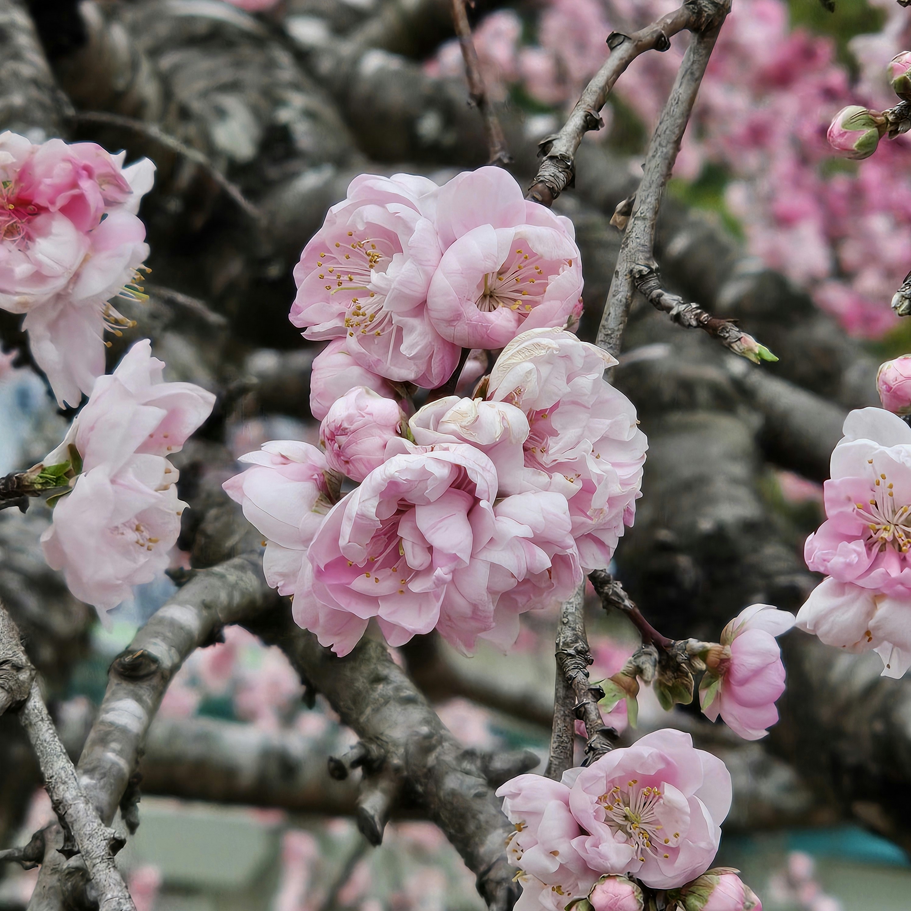 枝に咲く淡いピンクの花々