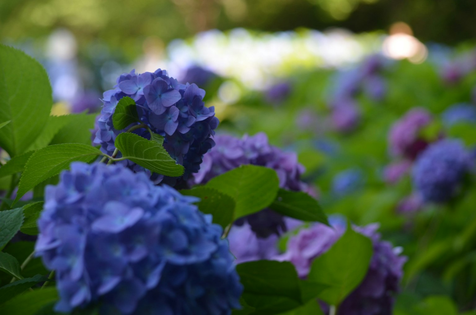 A vibrant scene of blue and purple hydrangea flowers surrounded by green leaves
