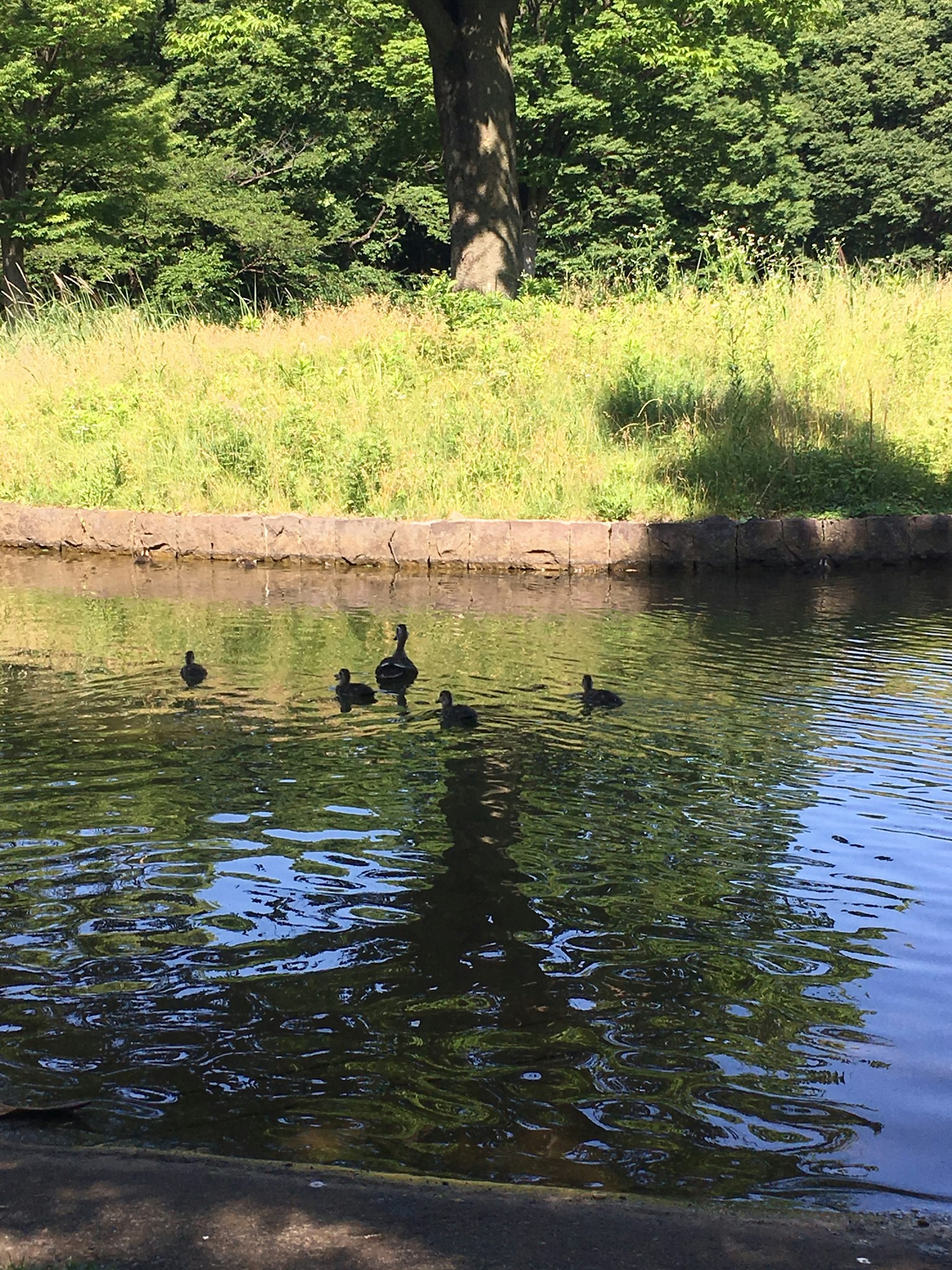 Canards flottant sur l'eau avec un fond vert