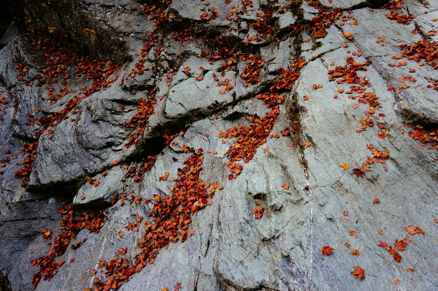 Foglie rosse sparse su una superficie rocciosa