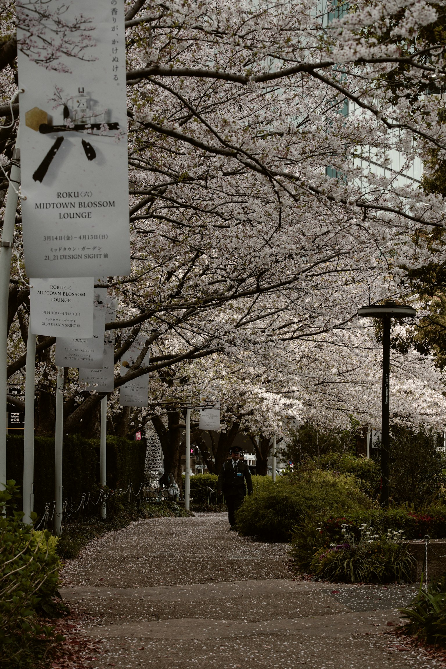 Pathway lined with cherry blossom trees and banners in a park