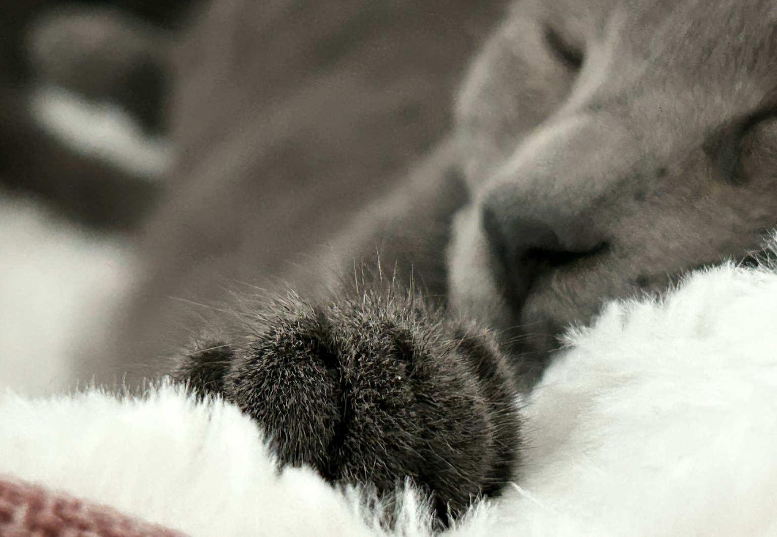 Kedekatan kaki kucing yang sedang tidur di atas selimut putih yang lembut