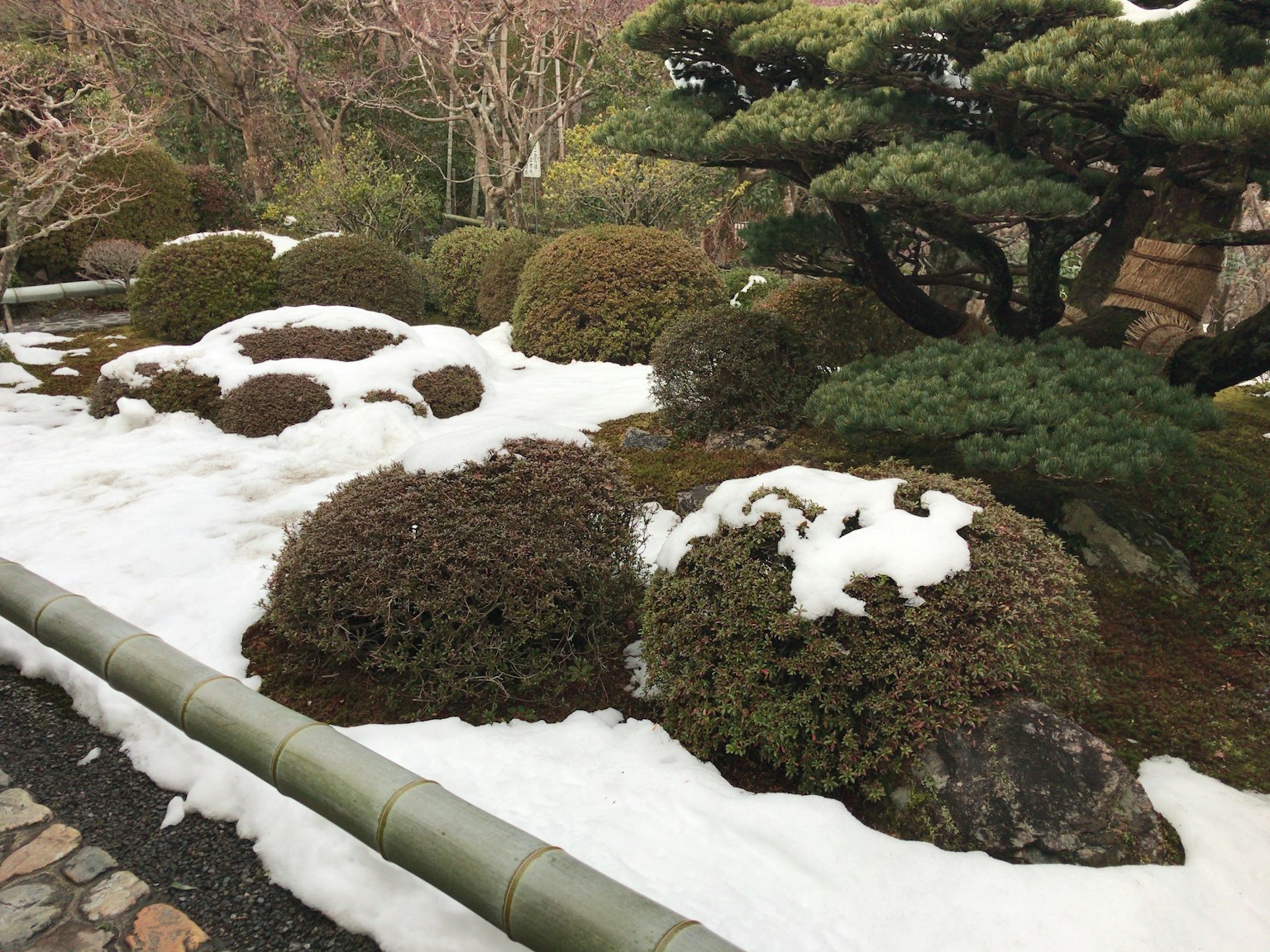 被雪覆蓋的日本庭園景觀，精心排列的灌木和石頭