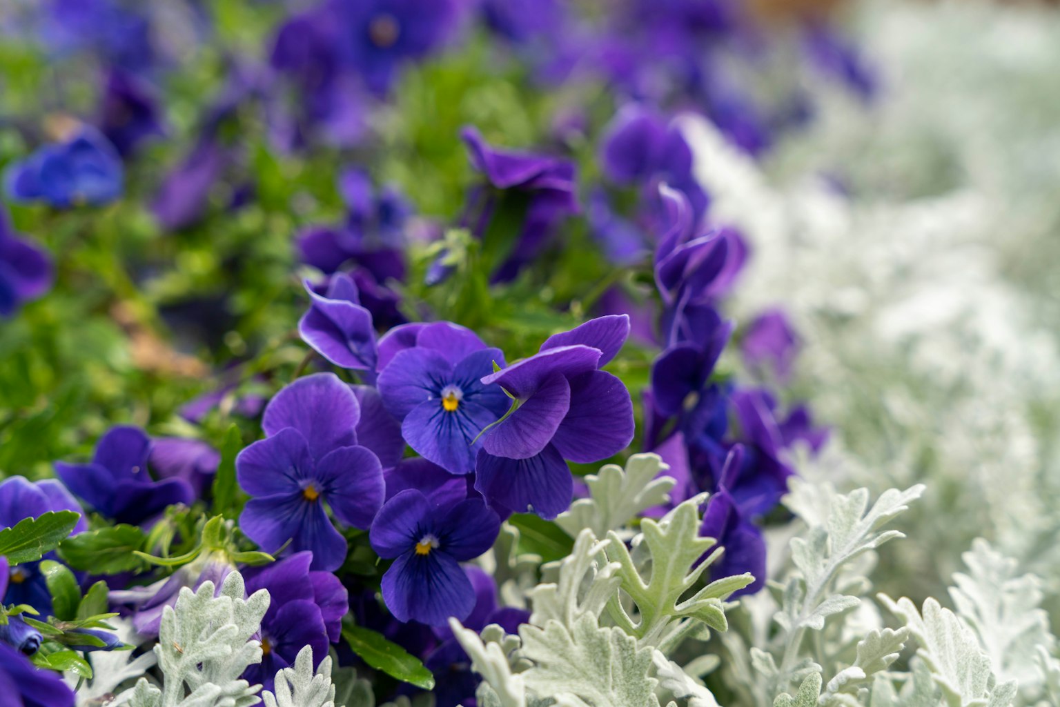Flores violetas con follaje verde exuberante y hojas plateadas en un jardín